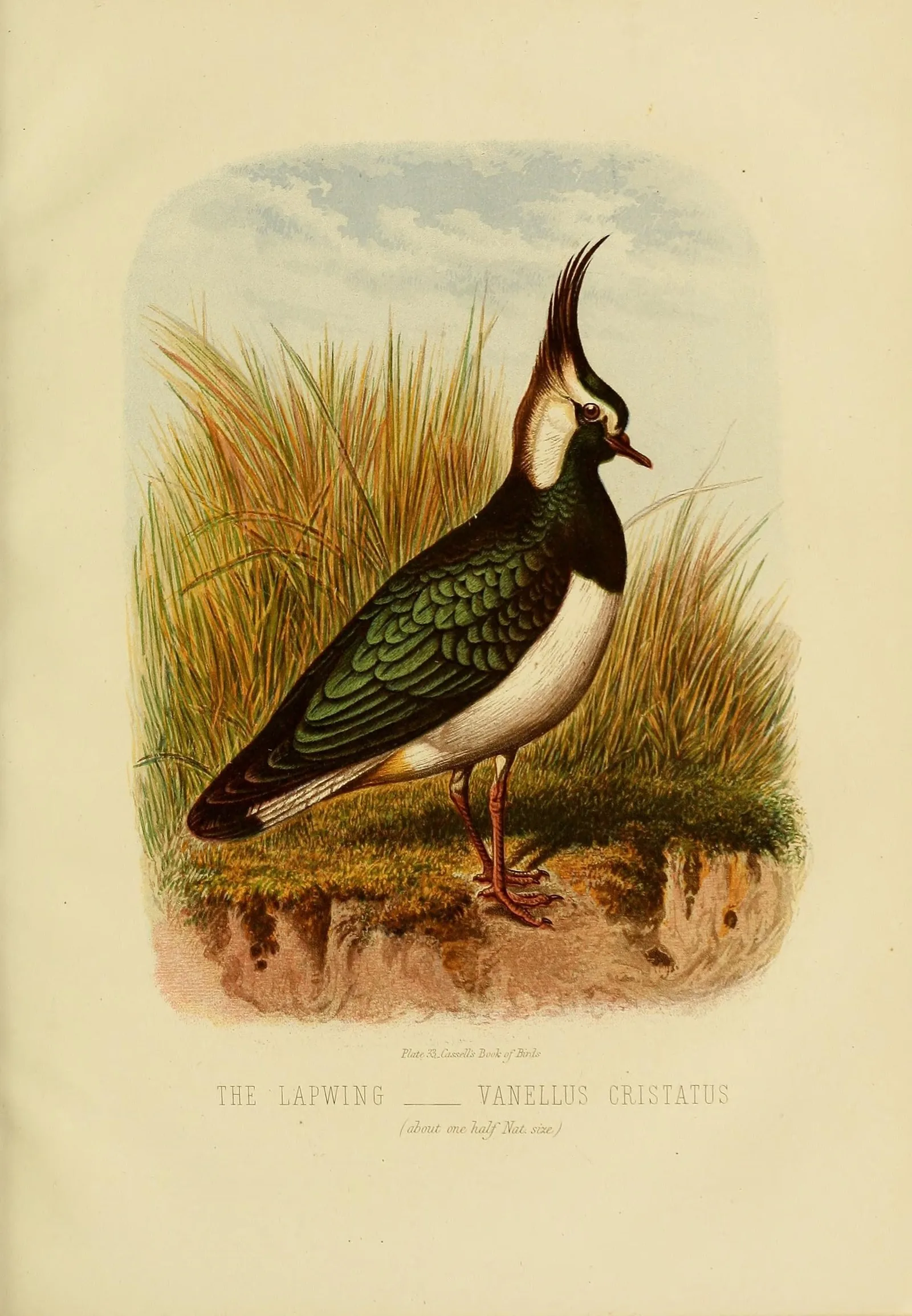 Victorian color lithograph of a Northern Lapwing standing on grass with crest raised, captioned The Lapwing - Vanellus cristatus.