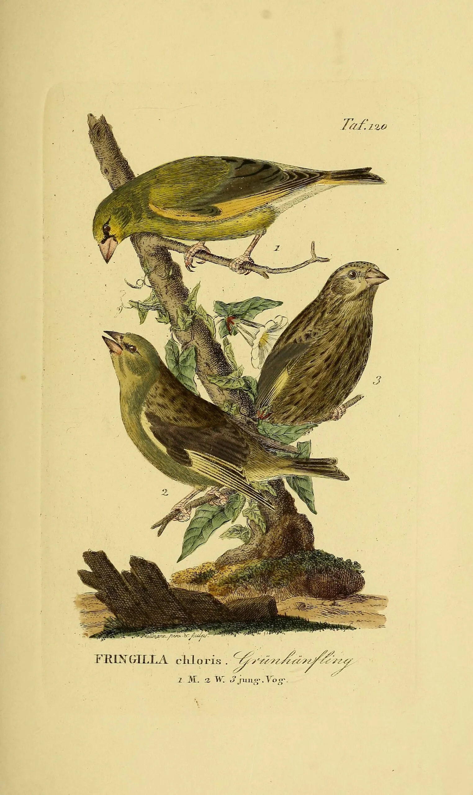 Hand-coloured plate of three European Greenfinches by Naumann, captioned Fringilla chloris. Grünhänfling.