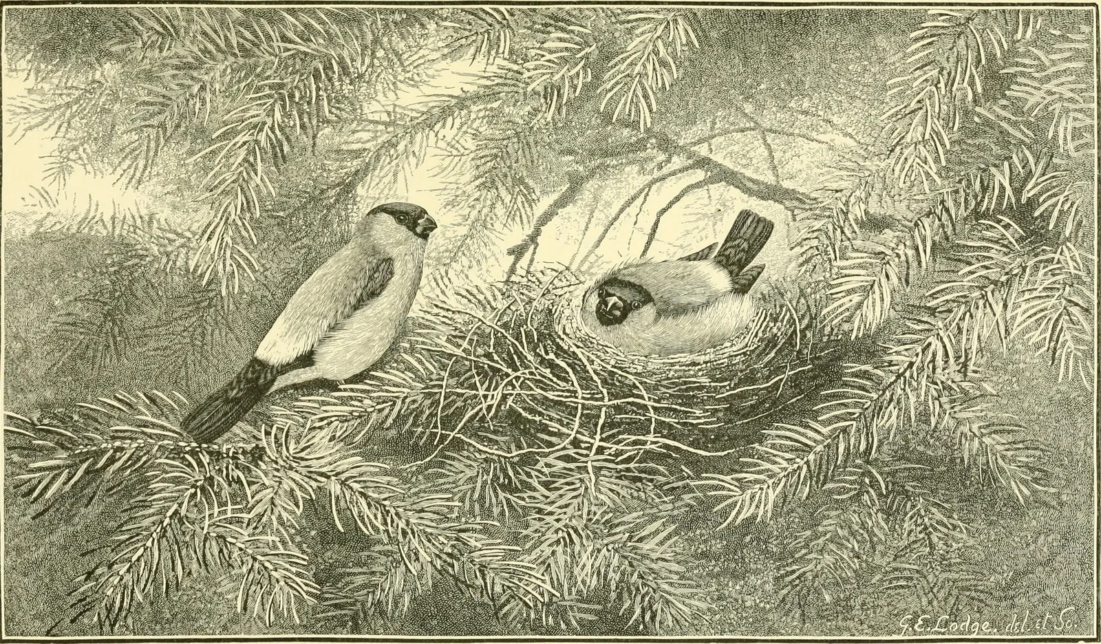 Engraved plate of two Eurasian Bullfinches at a nest, from Lord Lilford's Notes on the Birds of Northamptonshire (1895).