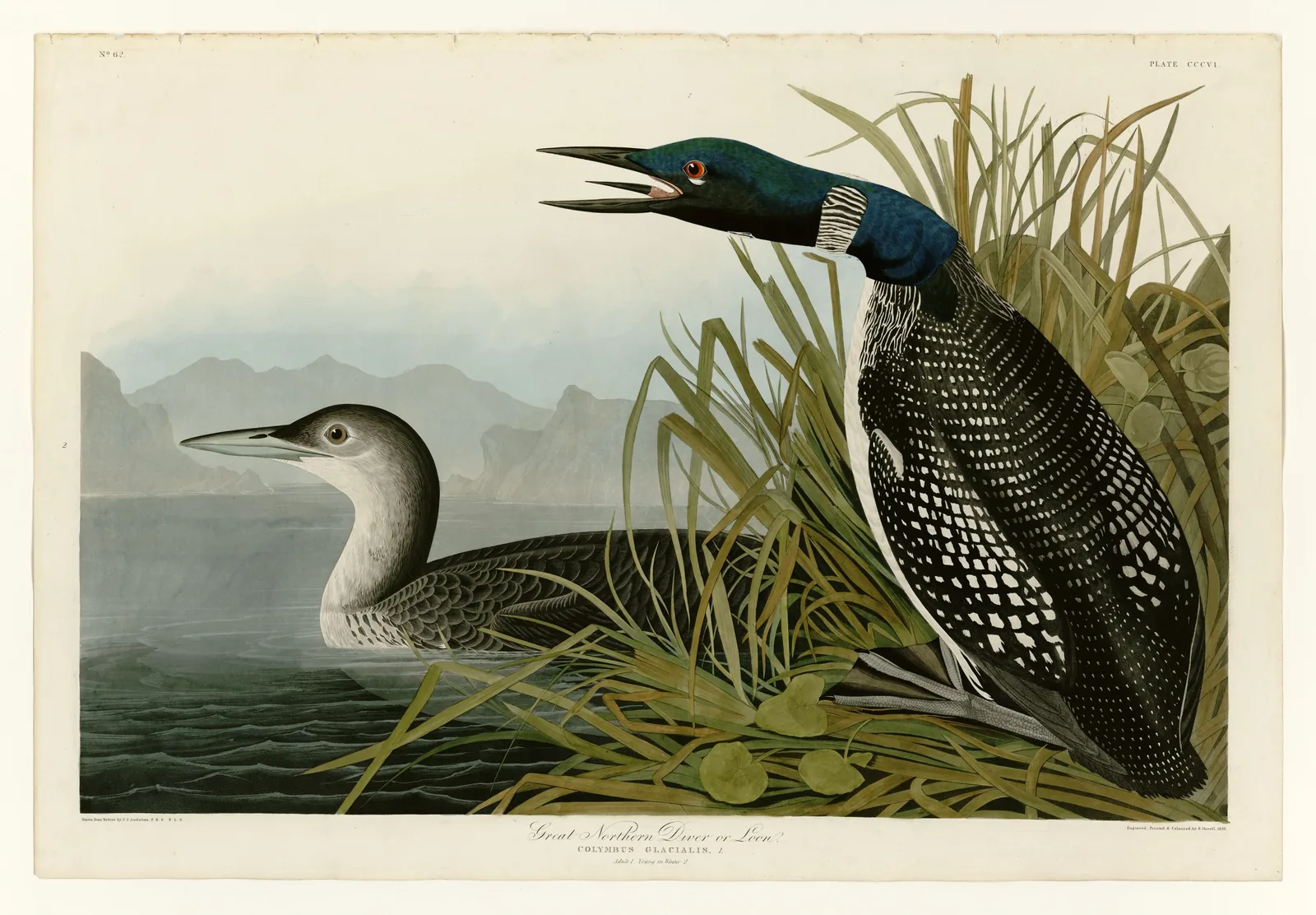 John James Audubon hand-colored plate of two Common Loons in lakeside reeds. One is open-billed in mid-call, the other gliding low on still water.