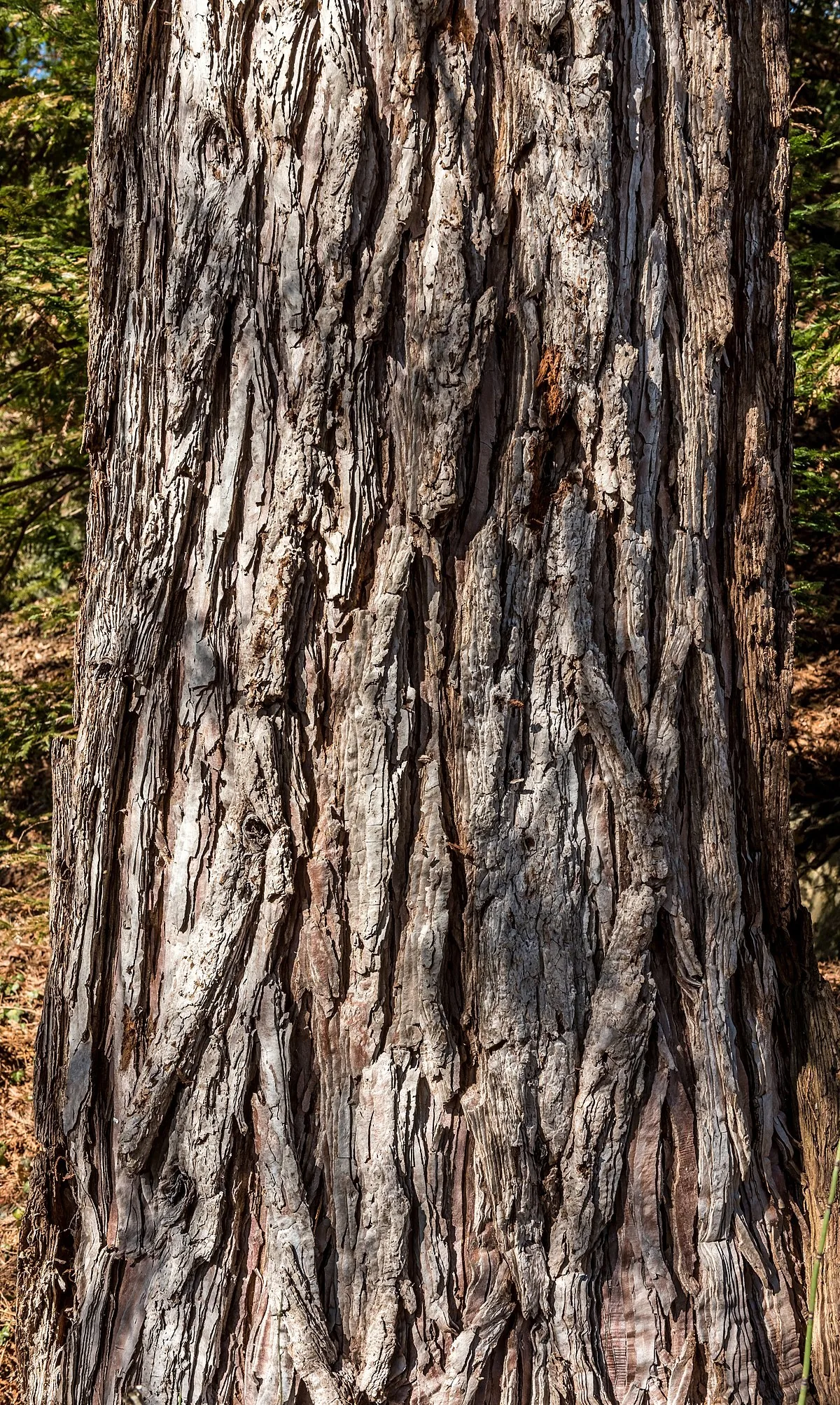 Close-up of giant sequoia (Wellingtonia) bark — soft, fibrous, deeply furrowed.