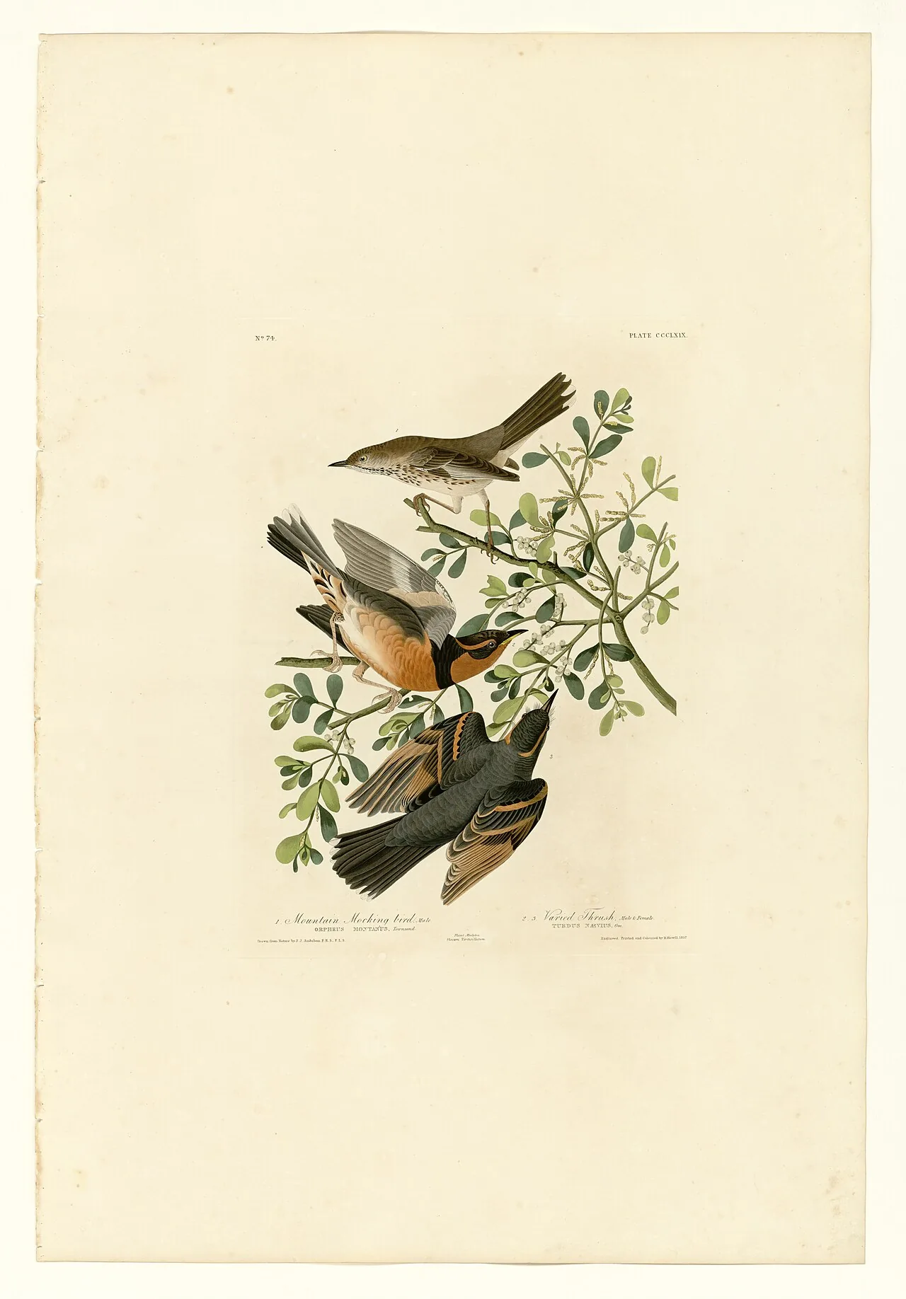 John James Audubon Plate 369 of Birds of America: a Mountain Mockingbird above two Varied Thrushes, all perched on a mistletoe branch.