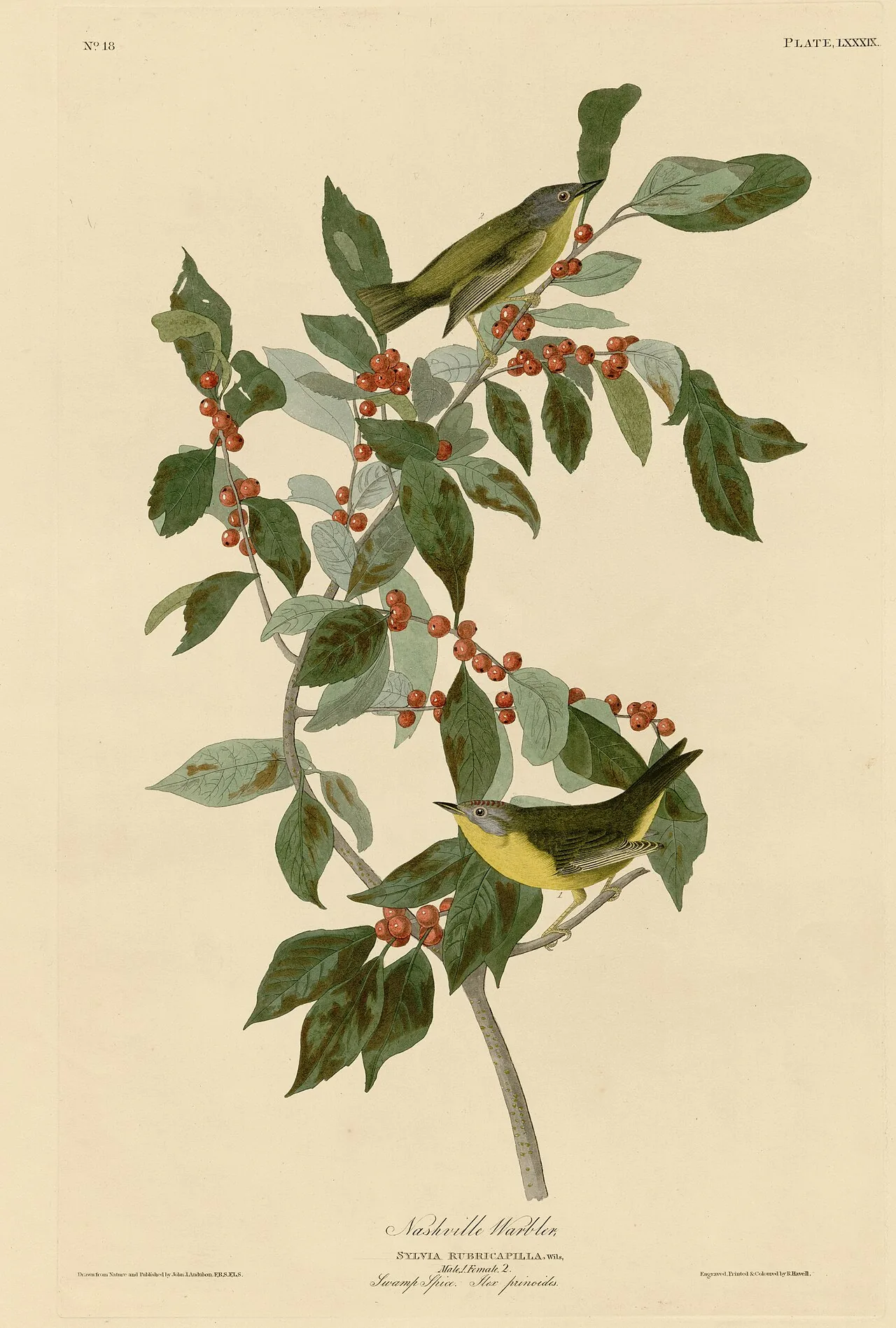 Audubon Plate 89 from Birds of America showing a male and female Nashville Warbler on a swamp spice branch with red berries.