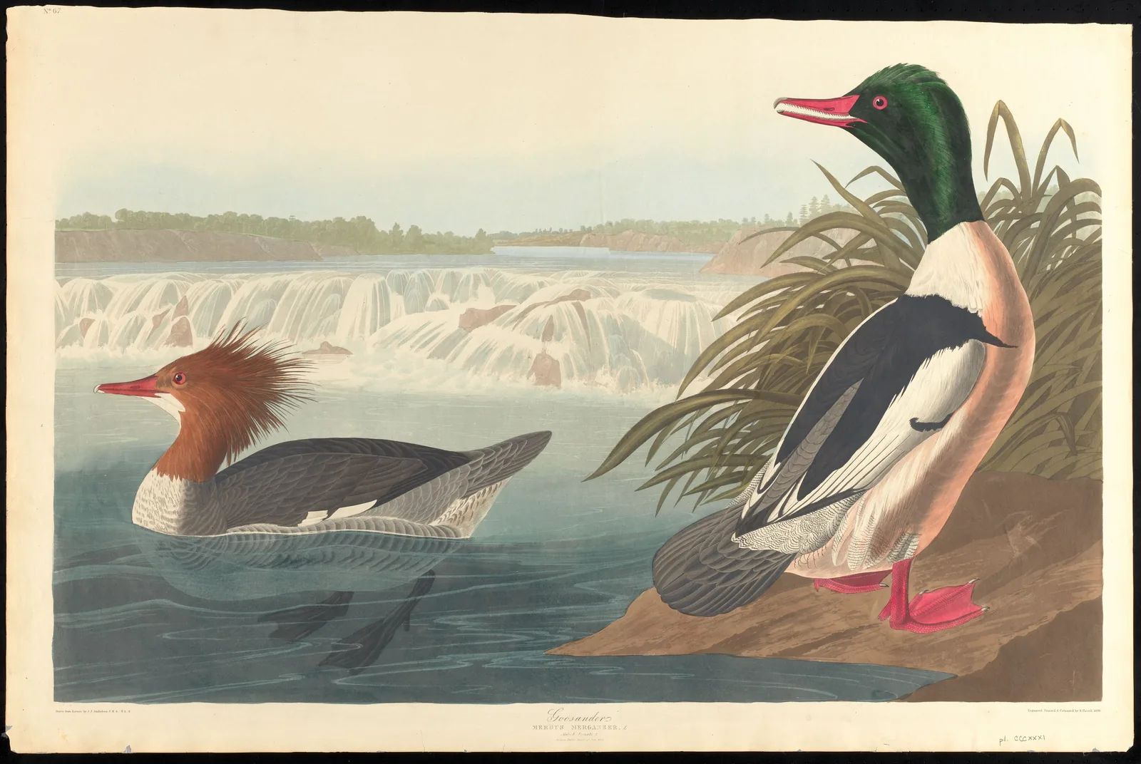 Audubon Plate 331 Goosander, showing male and female Common Merganser with Cohoes Falls in the background.
