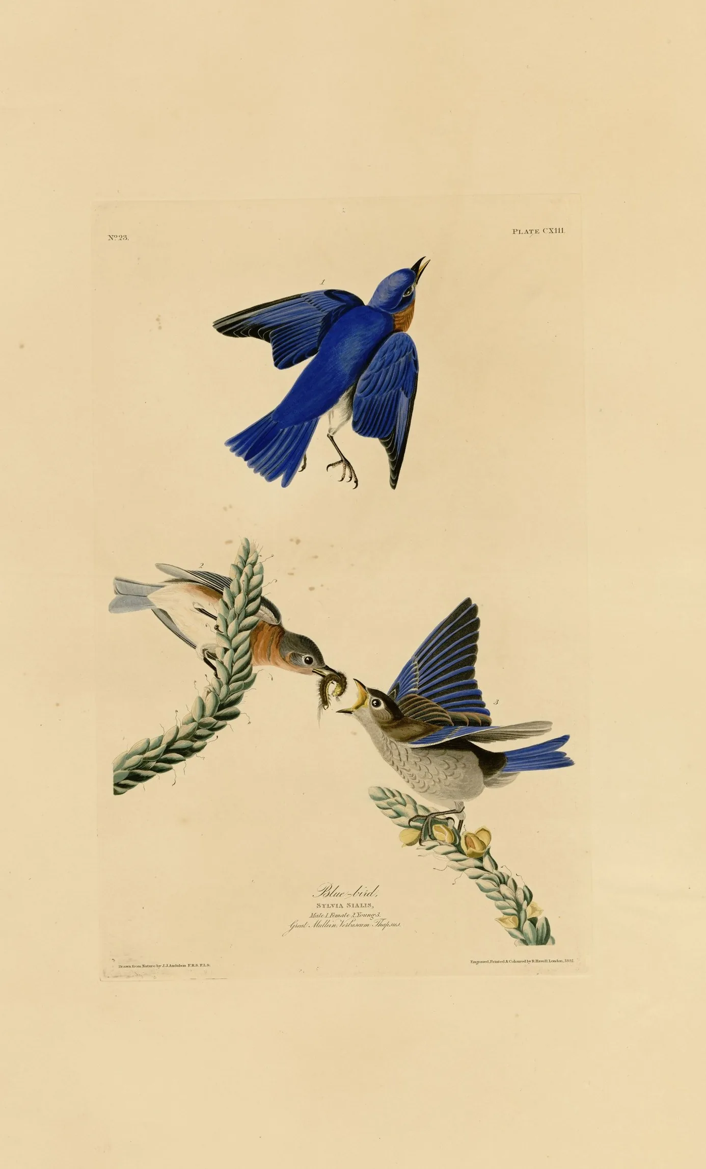 John James Audubon's 1827 plate of the Eastern Bluebird showing a male in flight and an adult feeding young.