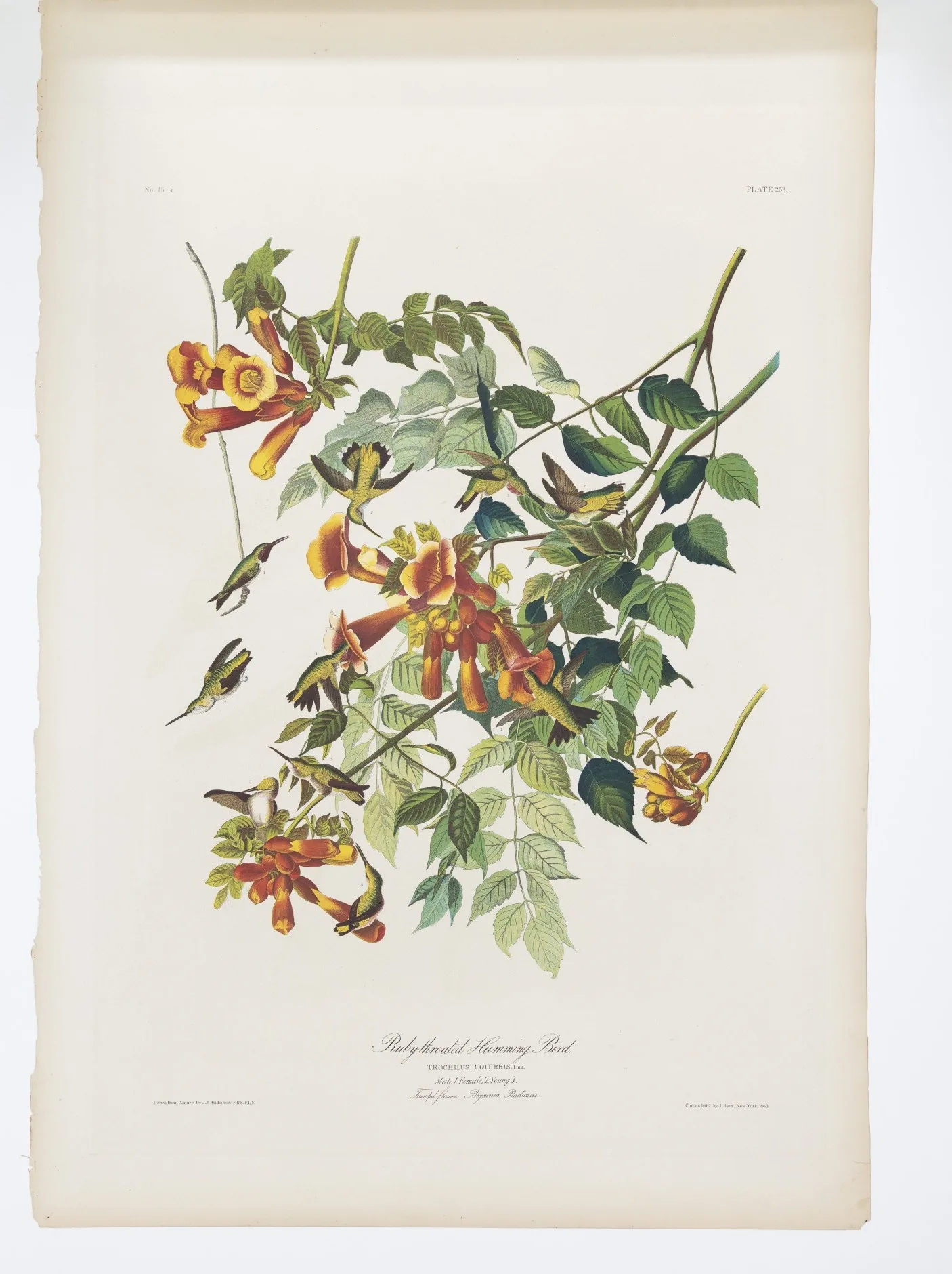 Audubon hand-coloured plate showing male, female, and juvenile ruby-throated hummingbirds among trumpet-flower blossoms