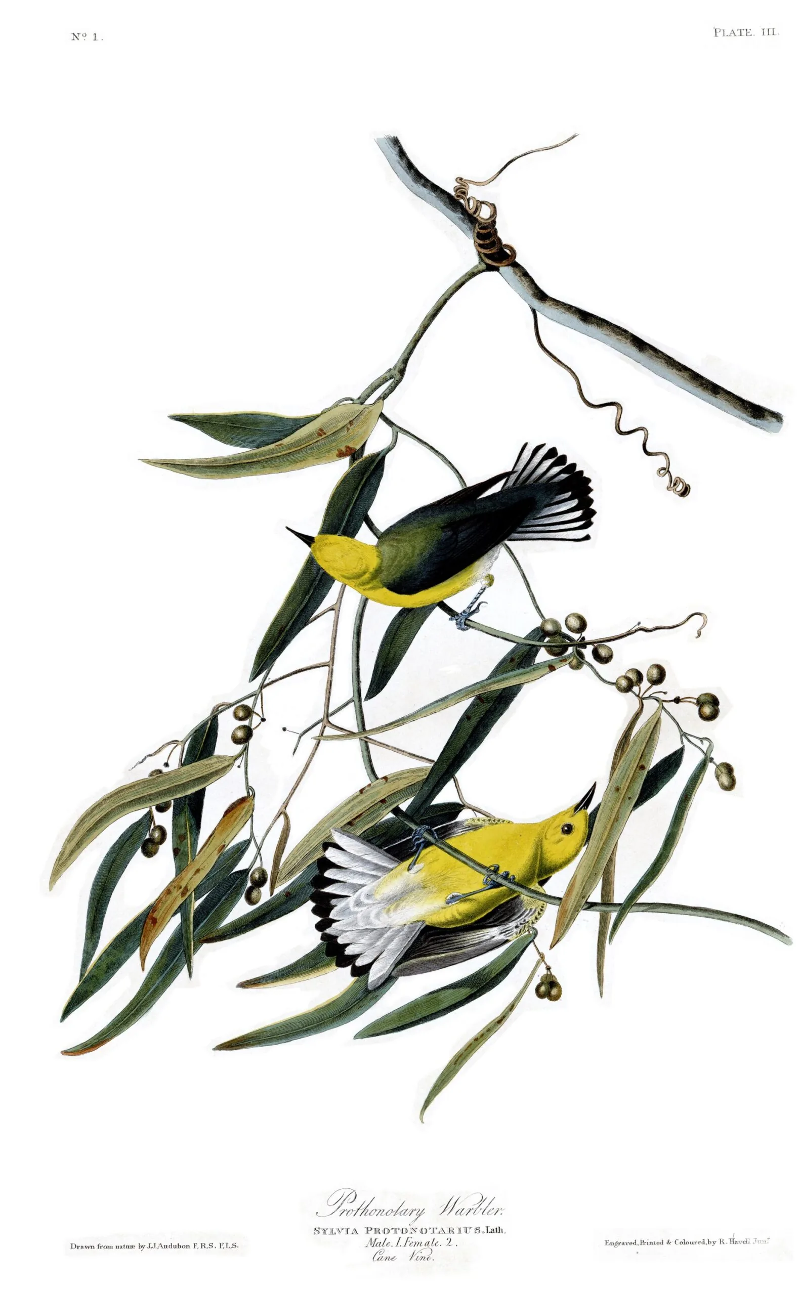John James Audubon Plate III of Birds of America: a male and female prothonotary warbler on a cane vine.