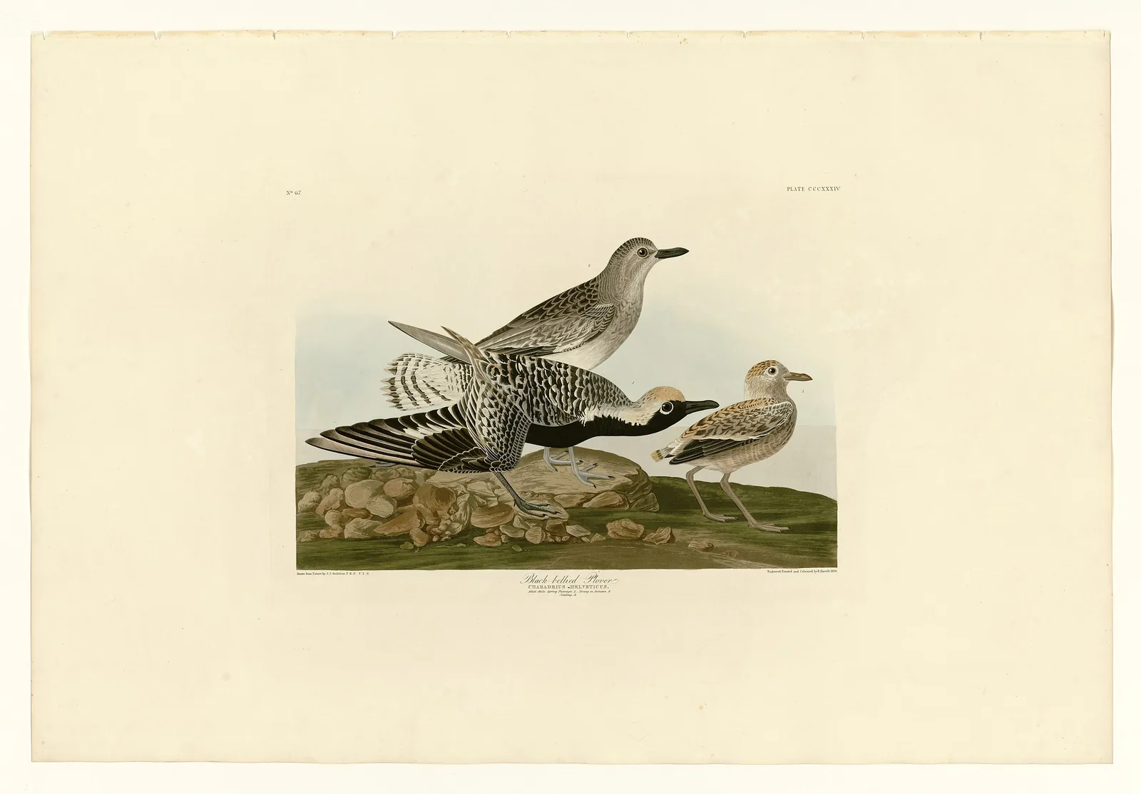 Black-bellied Plover (Charadrius helveticus) — Plate 334 of John James Audubon's Birds of America: an adult male in breeding plumage, an adult winter, and a juvenile.