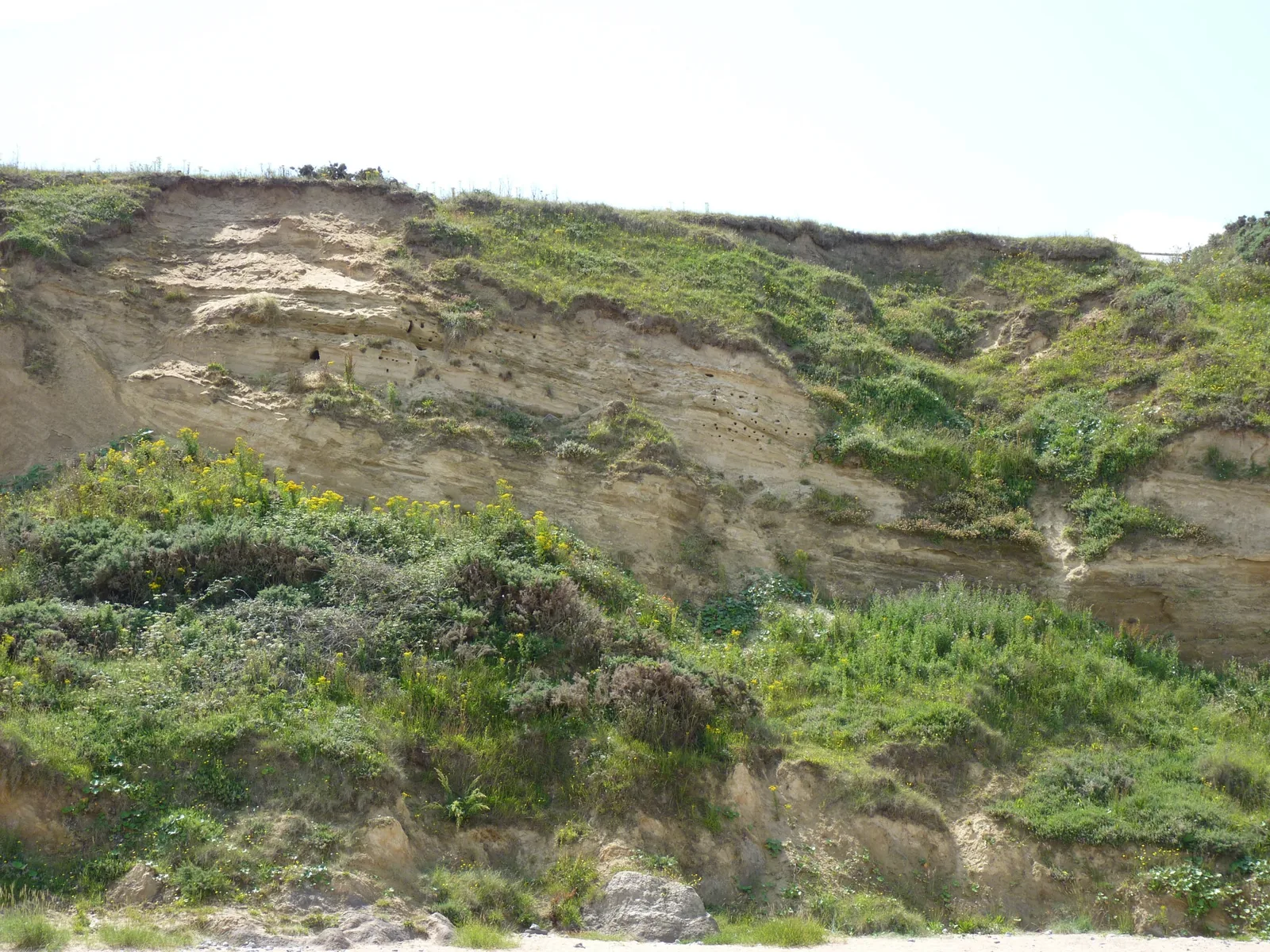 A grassy sand cliff pocked with the dark openings of Sand Martin burrows, Howards Hill, England