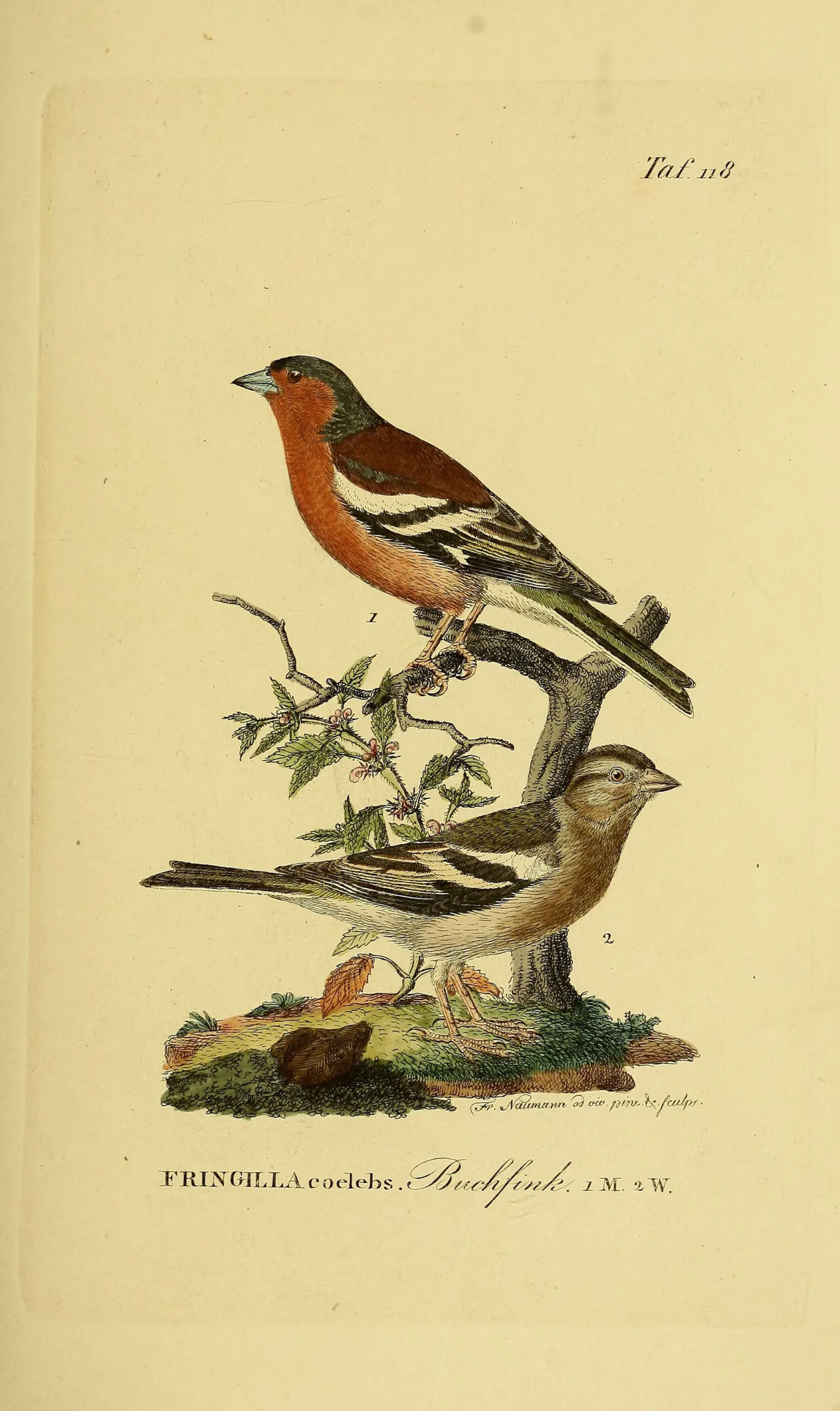 Plate of a male and female Eurasian chaffinch from Naumann, Naturgeschichte der Vögel Deutschlands (Tafel 118), 19th century