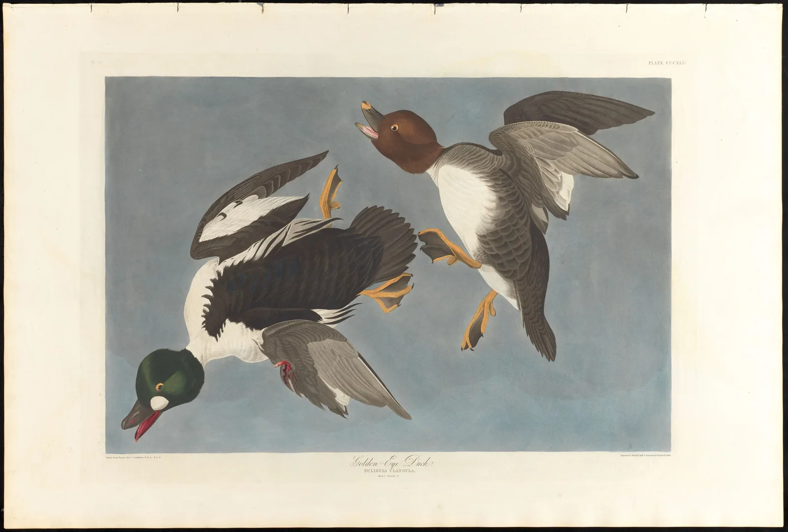 Audubon Birds of America Plate 342, two Common Goldeneyes — male in display posture below, female above mid-flight with wings spread to show the white inner-wing patches