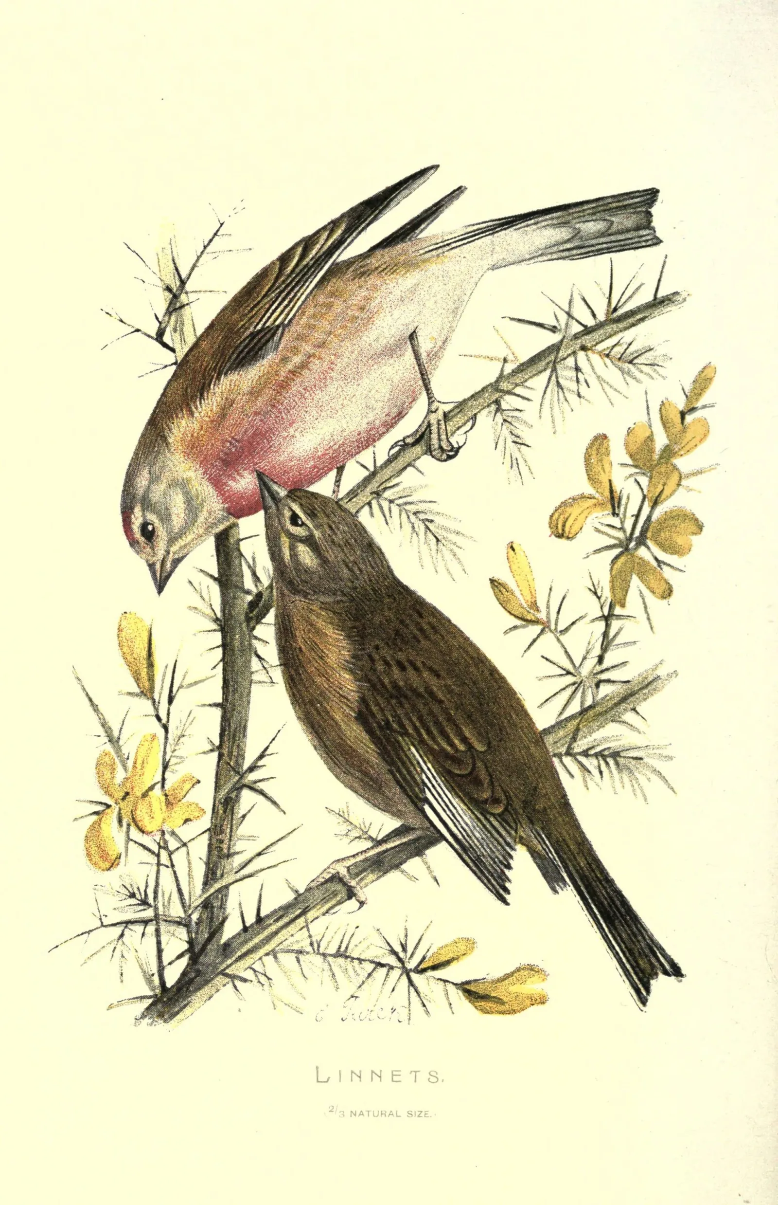 Victorian colour plate titled 'LINNETS', showing a pink-breasted male and brown-grey female on a gorse sprig