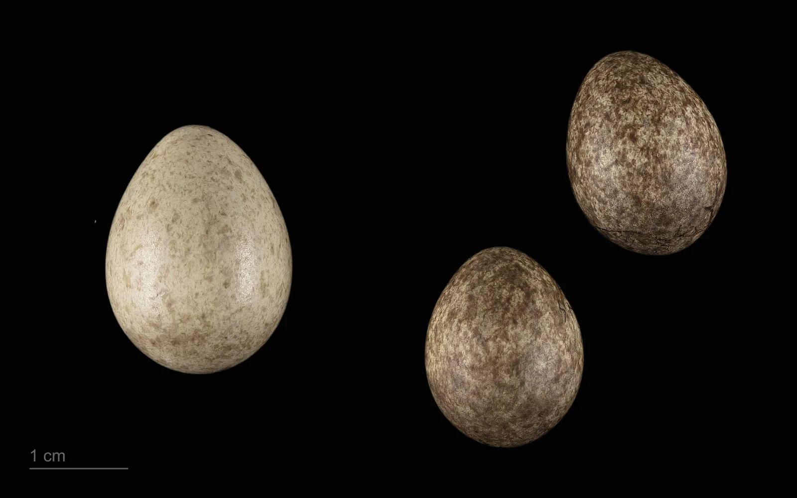 Common Cuckoo egg in a meadow pipit clutch, from the Jacques Perrin de Brichambaut collection
