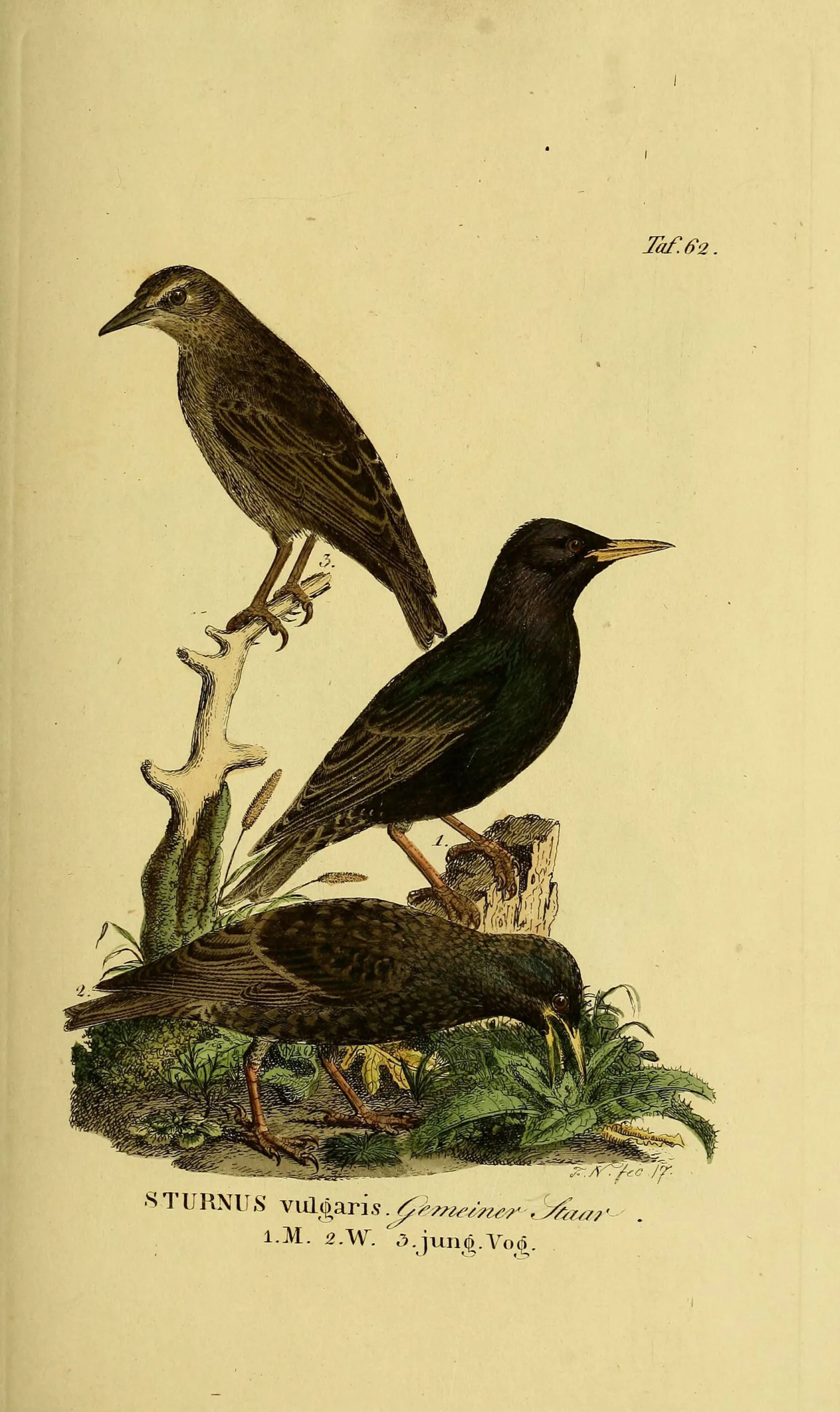 Plate of Sturnus vulgaris from the Naumann brothers' Naturgeschichte der Vögel Deutschlands, Tafel 62