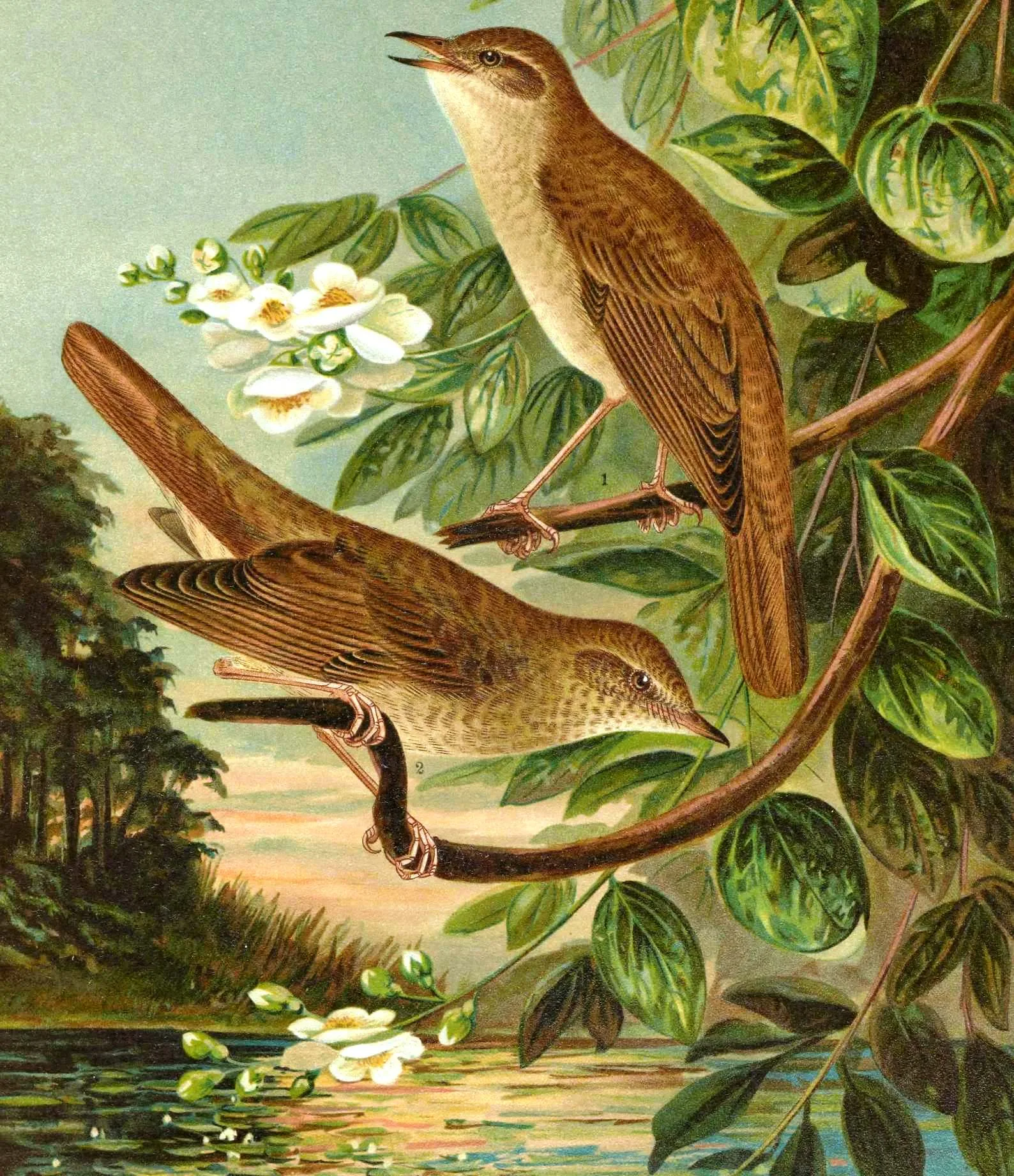 Naumann plate showing the Common Nightingale and its eastern relative the Sprosser.