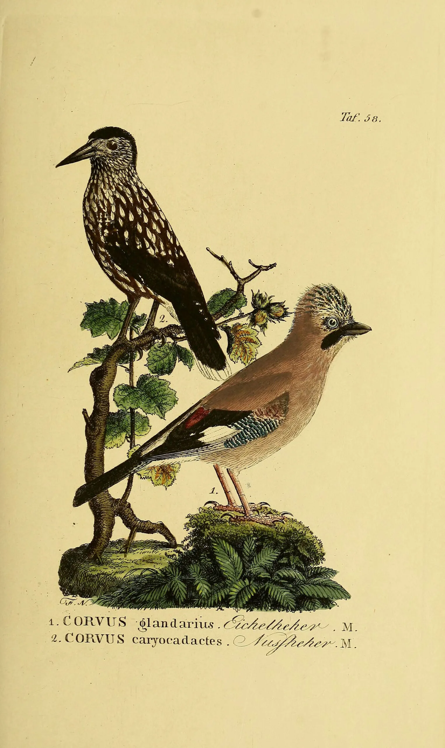 Naumann hand-coloured plate Tafel 58 from Naturgeschichte der Voegel Deutschlands, showing a Spotted Nutcracker labelled Corvus caryocatactes / Nussheher and a Eurasian Jay labelled Corvus glandarius / Eichelhaeher.