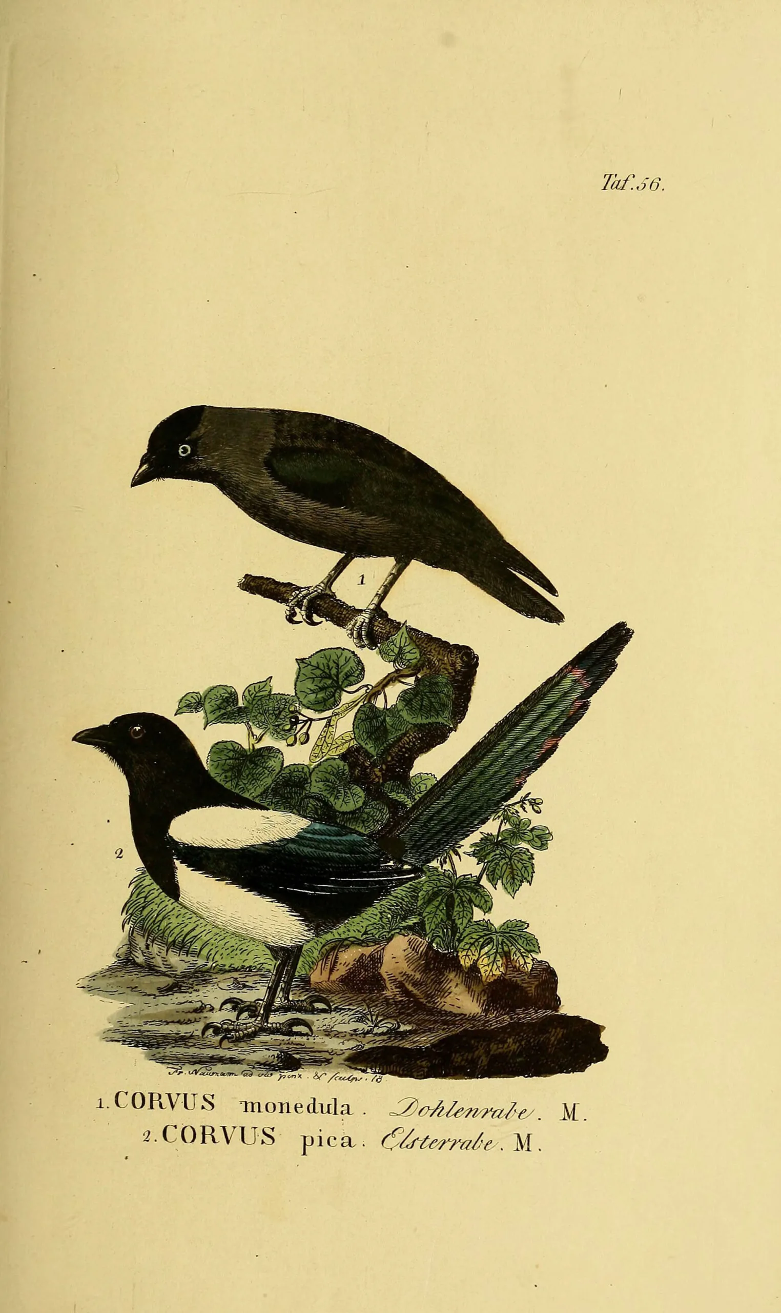 Hand-coloured Naumann plate showing a Eurasian jackdaw above a Eurasian magpie, labelled Corvus monedula and Corvus pica.