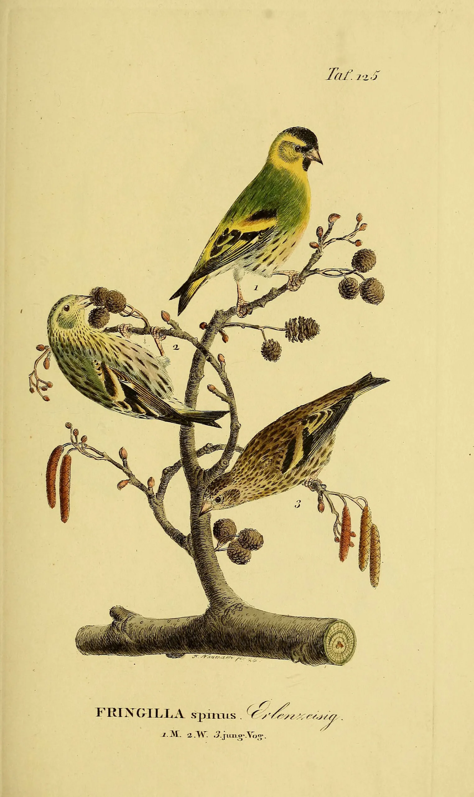 Naumann Tafel 125: three Eurasian siskins (Fringilla spinus / Erlenzeisig) on an alder branch with cones and catkins, hand-coloured 19th-century plate.