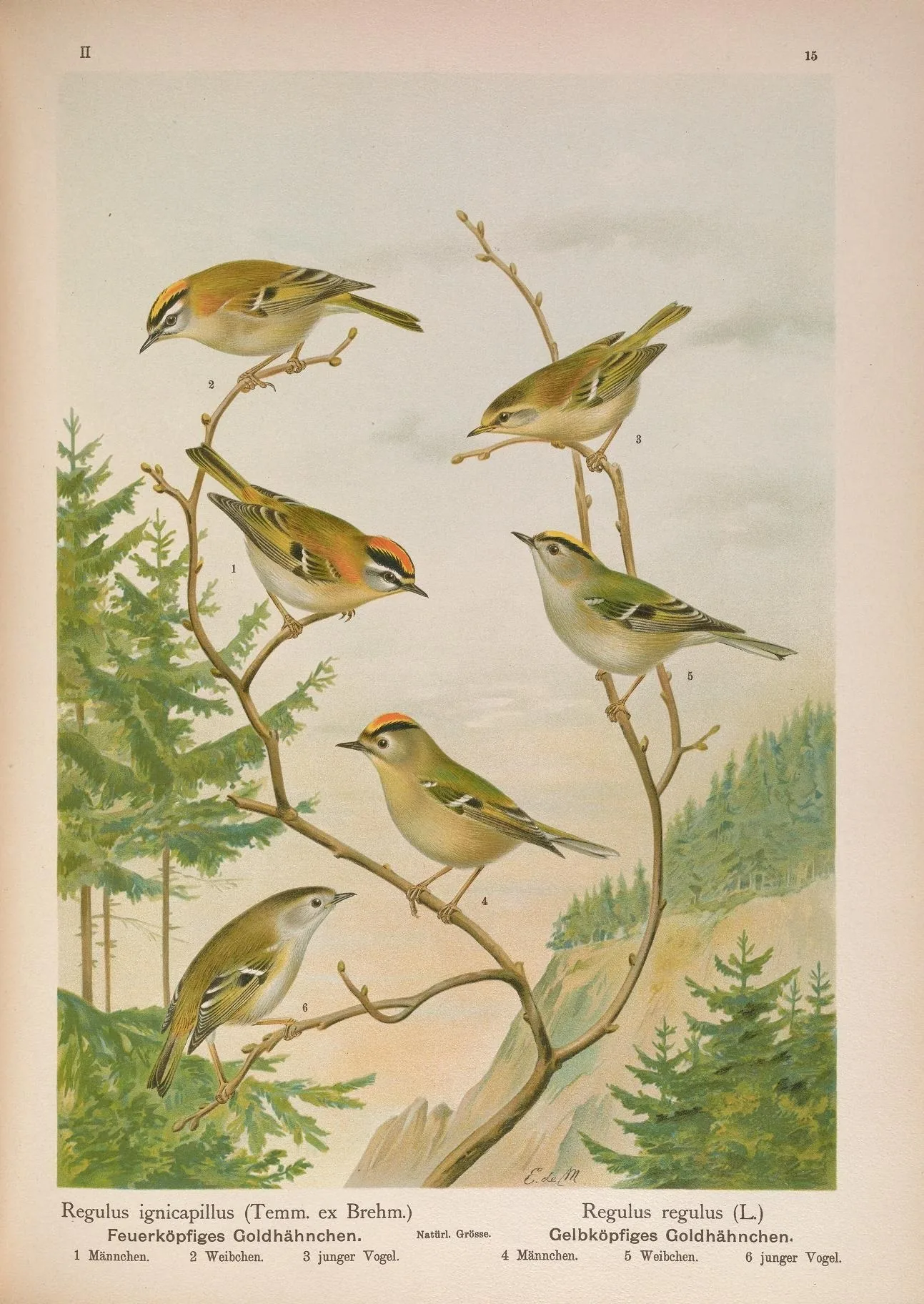 Coloured plate showing six small olive-green songbirds with crests perched in spruce branches: Firecrest (Regulus ignicapillus) on the left and Goldcrest (Regulus regulus) on the right, each with male, female, and juvenile.