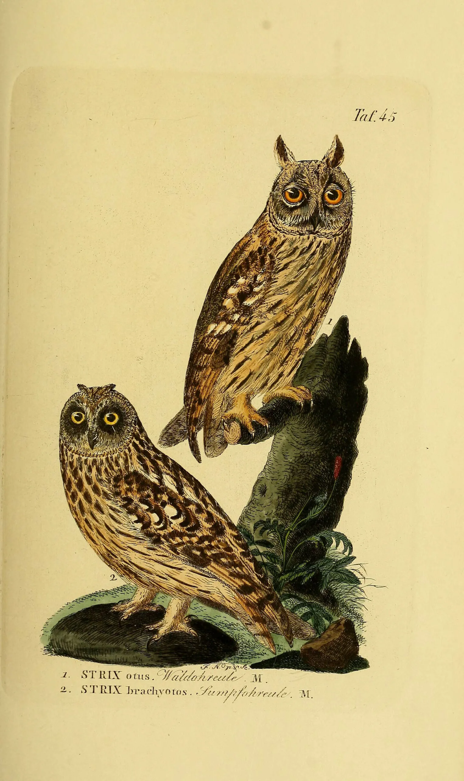 Naumann Plate 45 showing Long-eared and Short-eared owls side by side.