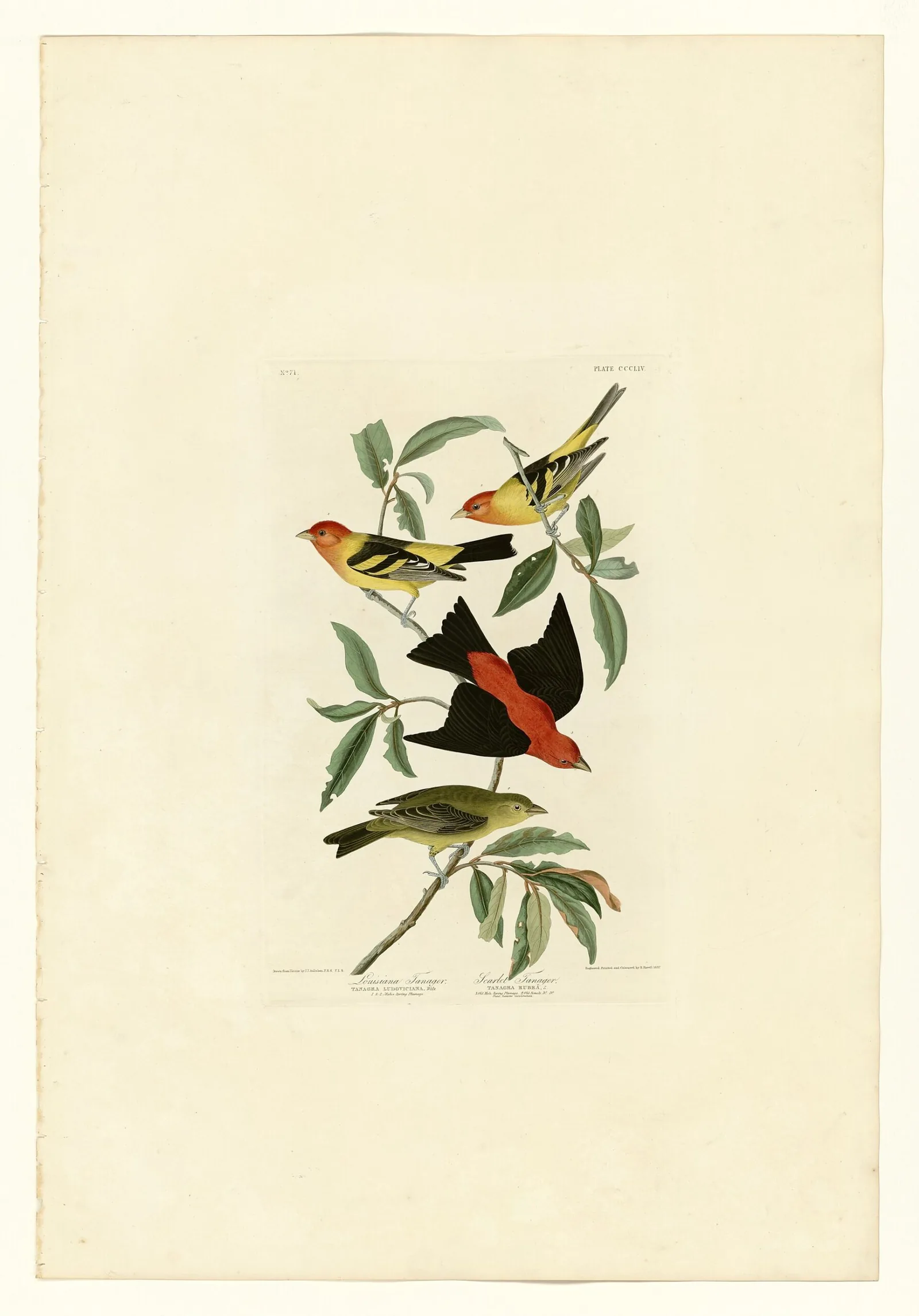 Audubon Birds of America Plate 354 showing male Scarlet Tanager in summer red, a partial-molt male, and an olive-yellow female on one branch