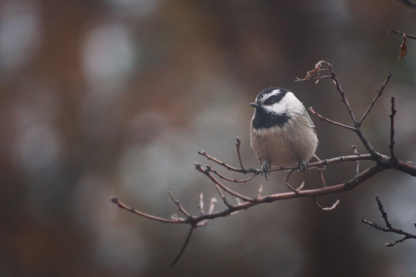 Closeup of a Mountain Chickadee perched on a thin branch, showing the white eyebrow stripe between its black cap and black eye-line.