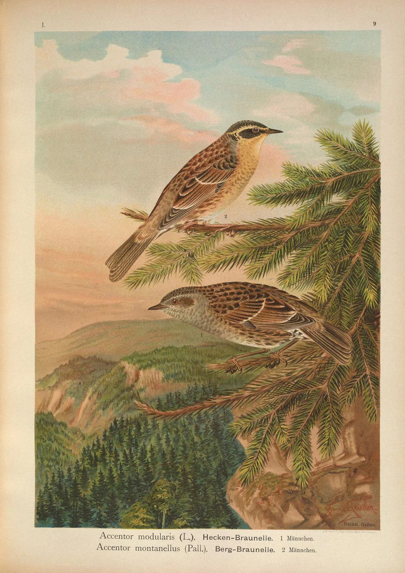 Plate from Naumann's Naturgeschichte der Vögel Mitteleuropas showing a male Dunnock (Accentor modularis)