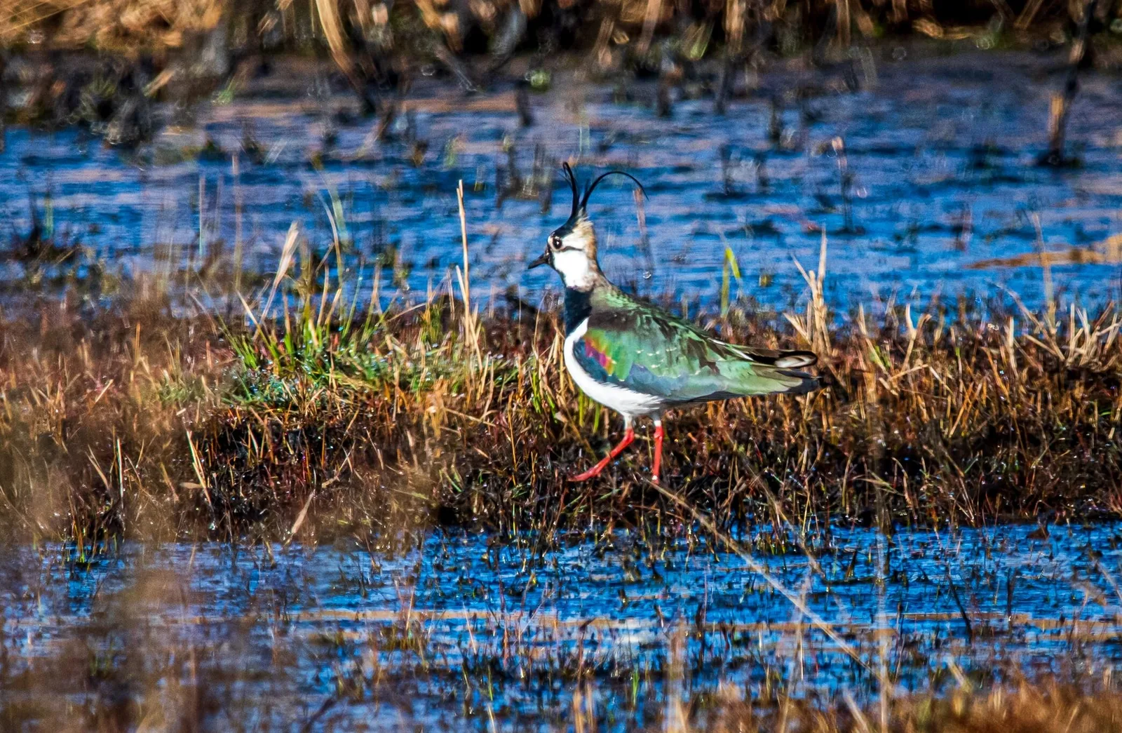 Adult male Northern Lapwing in breeding plumage standing in shallow water at Elmpter Schwalmbruch nature reserve, Germany. Long upturned black crest, iridescent green-purple back, white belly, pink legs.