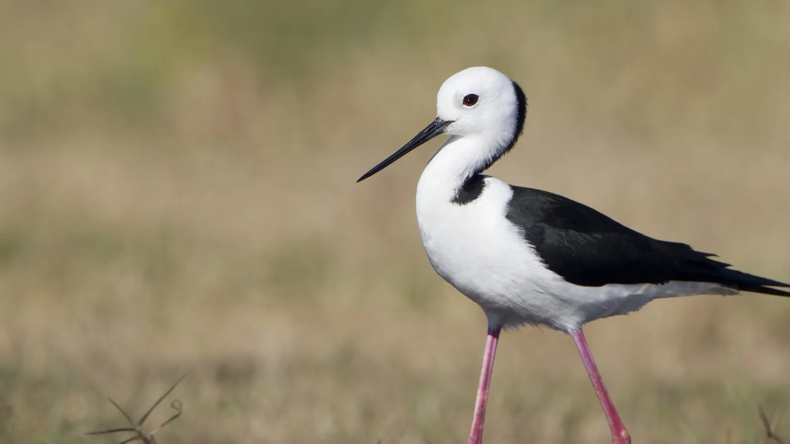 Pied Stilt wading, showing its long pink legs and black-and-white plumage