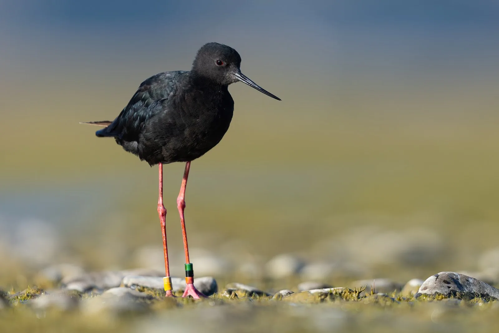 A colour-banded kakī, or black stilt, standing on a braided riverbed