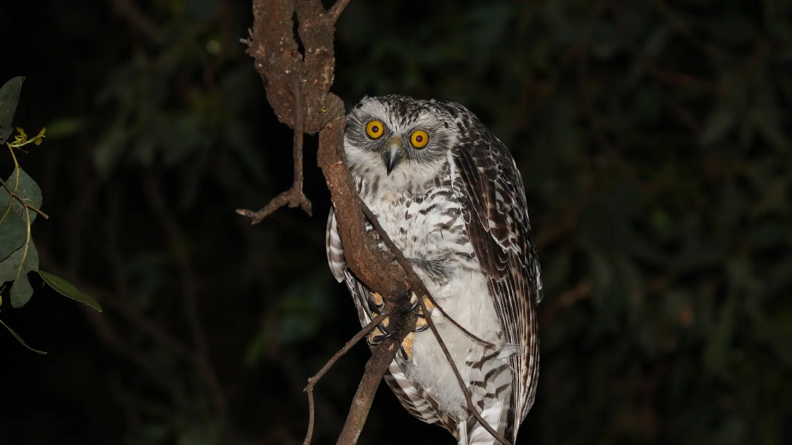 Powerful Owl perched on a branch at night with glowing yellow eyes