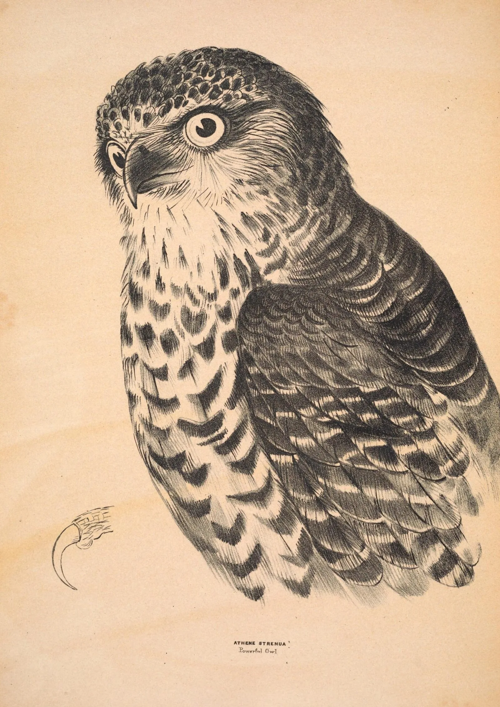 A nineteenth-century lithograph of a Powerful Owl head and body with a separate study of its talon