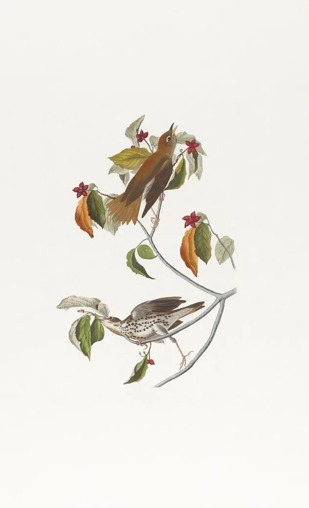 two birds sitting on top of a tree branch