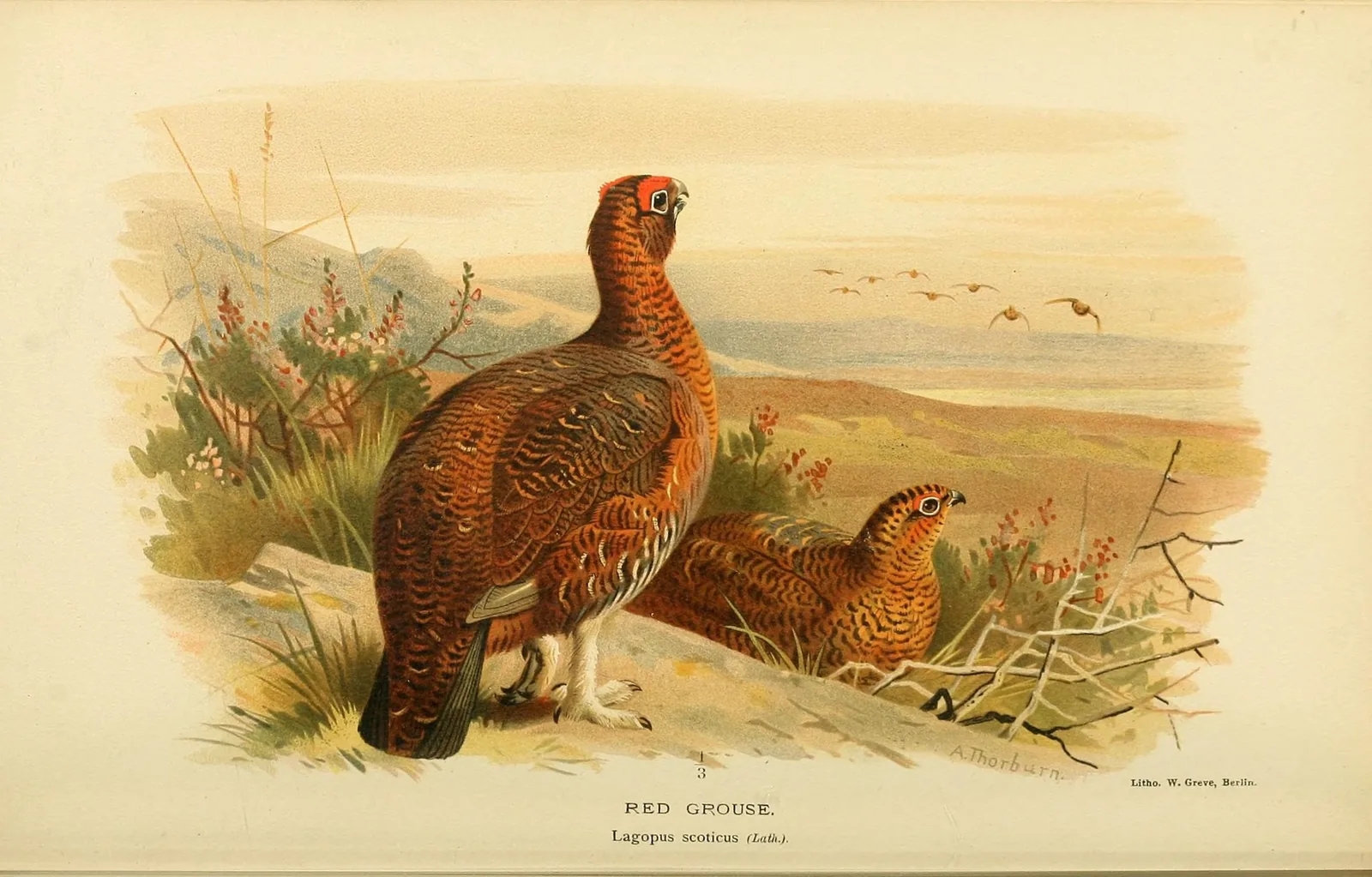 A pair of Red Grouse on the moor, painted by Archibald Thorburn