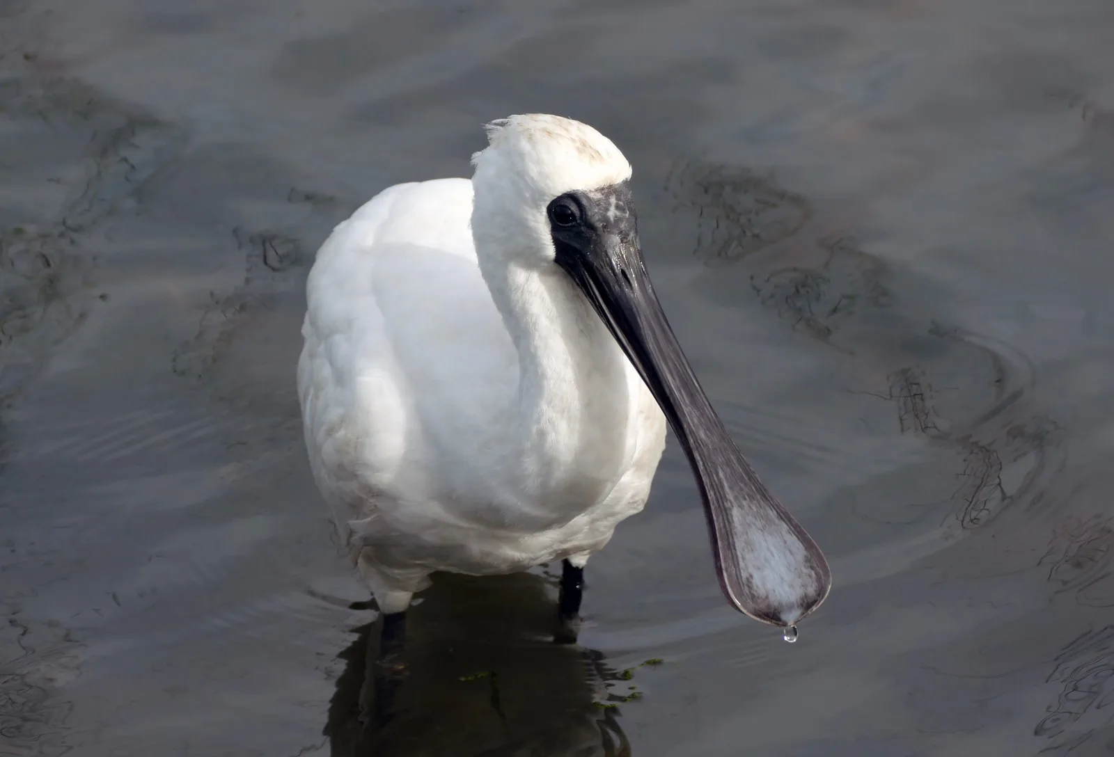 Royal Spoonbill seen head-on, sweeping its black spoon-shaped bill down through water with a droplet hanging from the tip