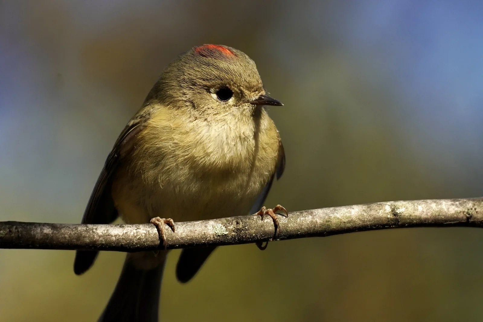 Male Ruby-crowned Kinglet perched on a bare branch, a patch of red crown showing on top of its head