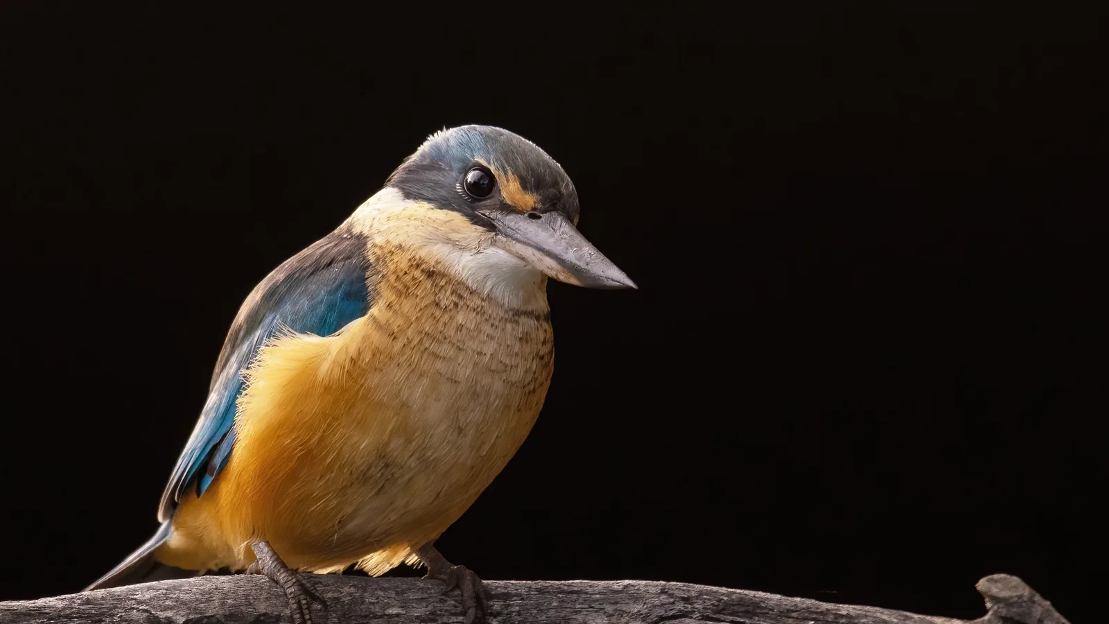 Sacred Kingfisher perched on a branch against a dark background