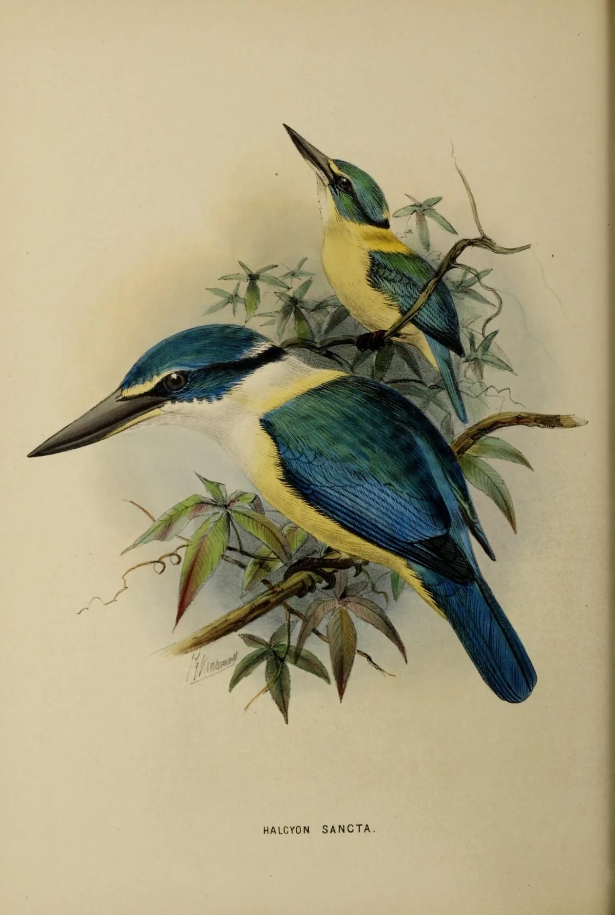 Hand-coloured lithograph of two Sacred Kingfishers captioned Halcyon Sancta