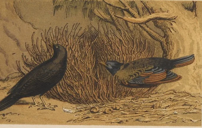 Hand-coloured 1872 plate of a dark male satin bowerbird and a green female beside a woven stick bower