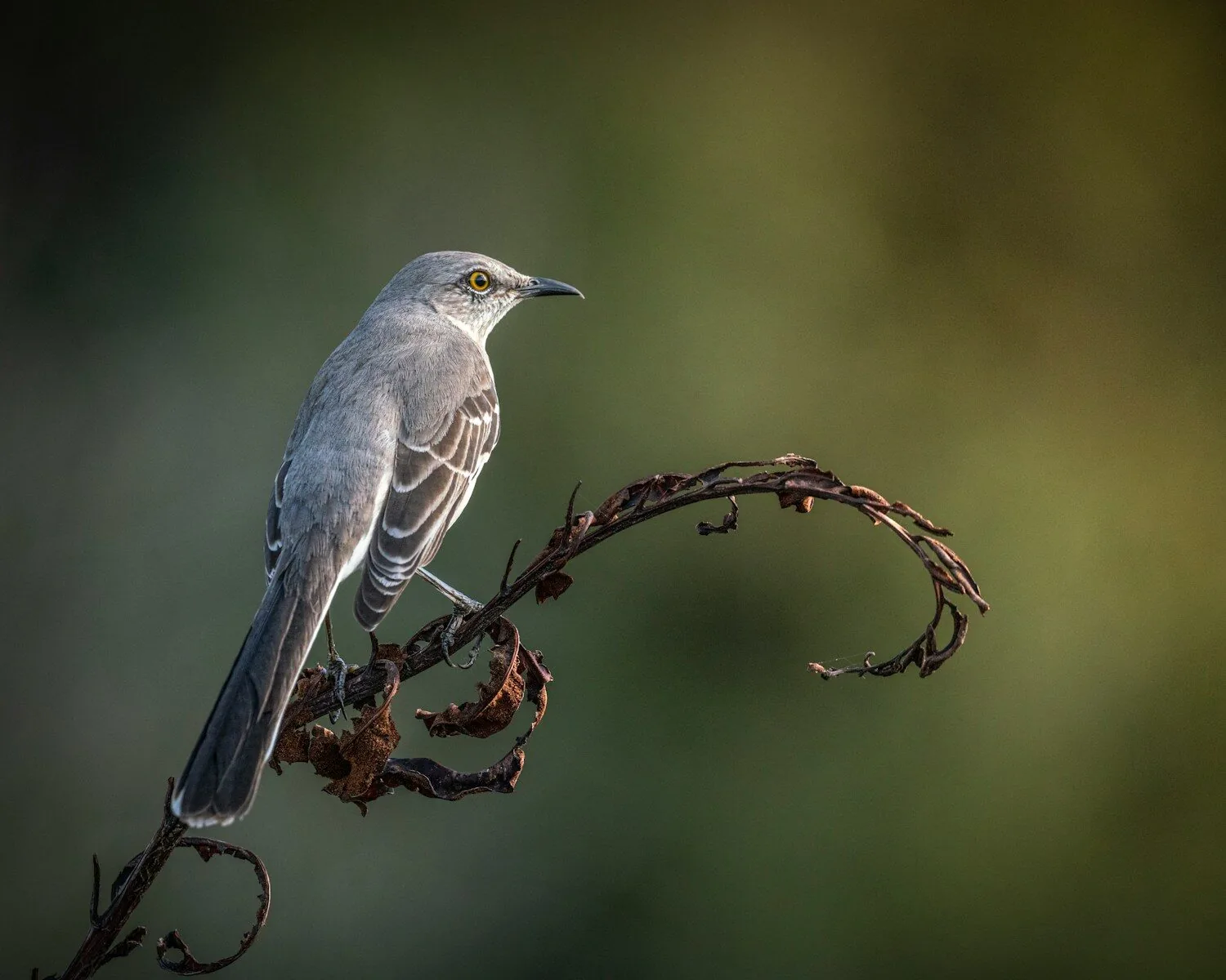 A bird sitting on a branch with a blurry background