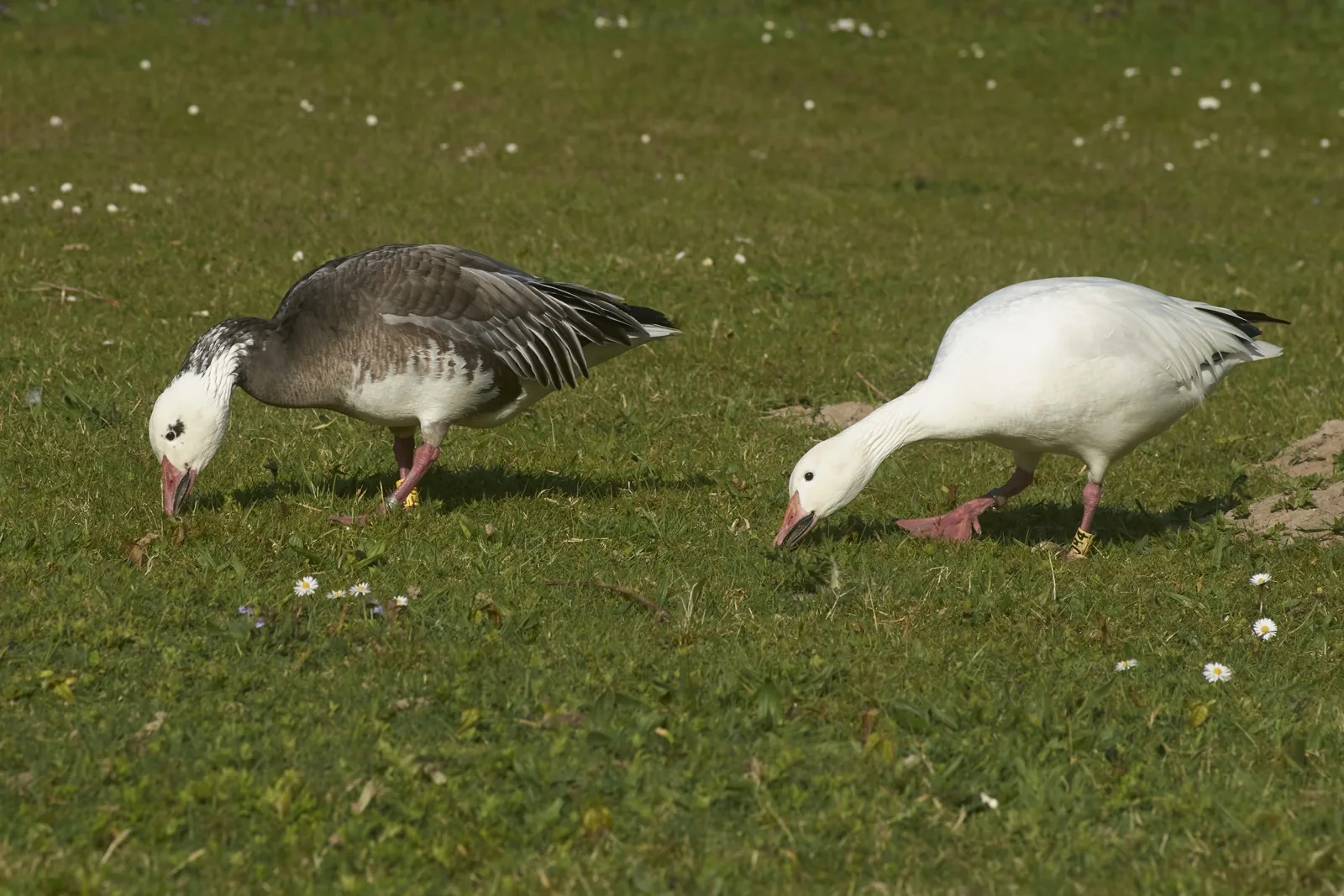 A dark blue-form Snow Goose and a white Snow Goose grazing side by side on a green lawn