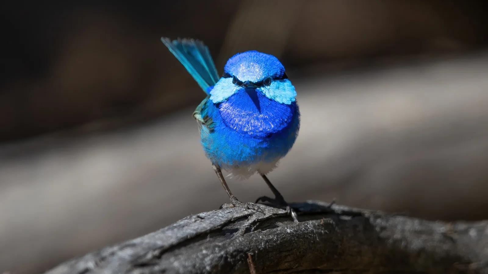 A male Splendid Fairywren in bright blue breeding plumage perched on a branch