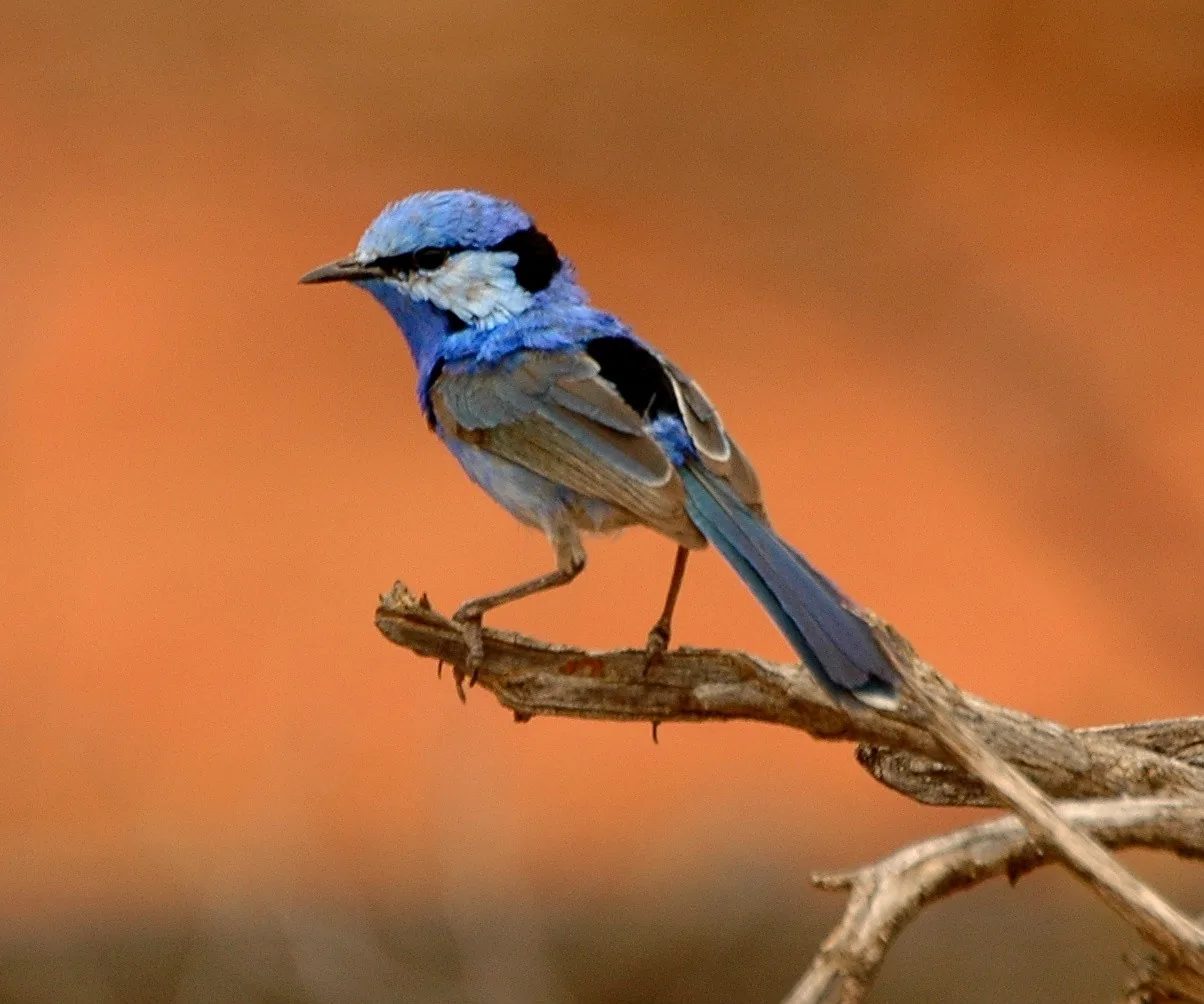 A male Splendid Fairywren in blue breeding plumage, side profile with long blue tail, perched on a twig