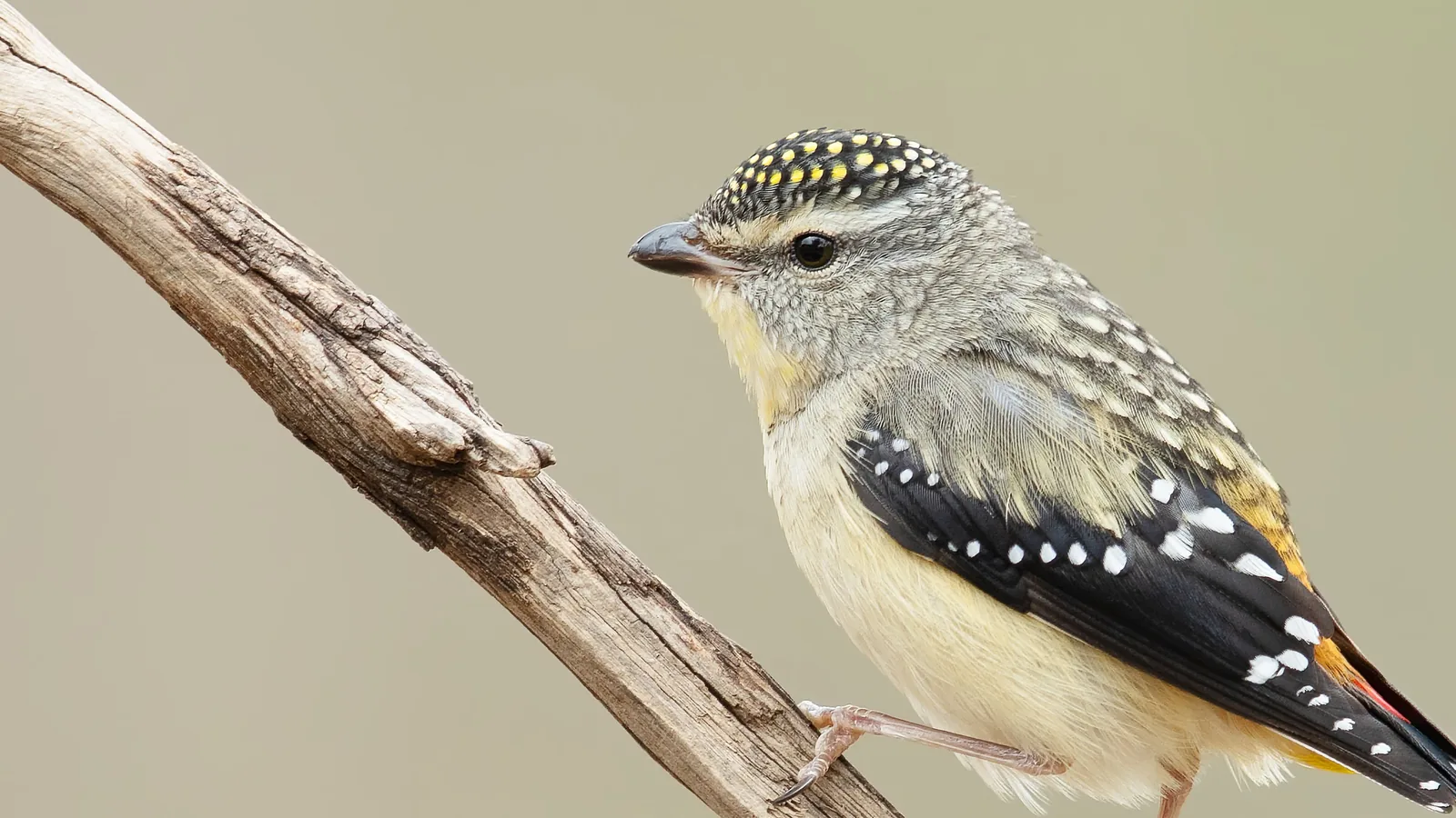 Spotted Pardalote perched on a branch, its spotted plumage and yellow-flecked crown visible