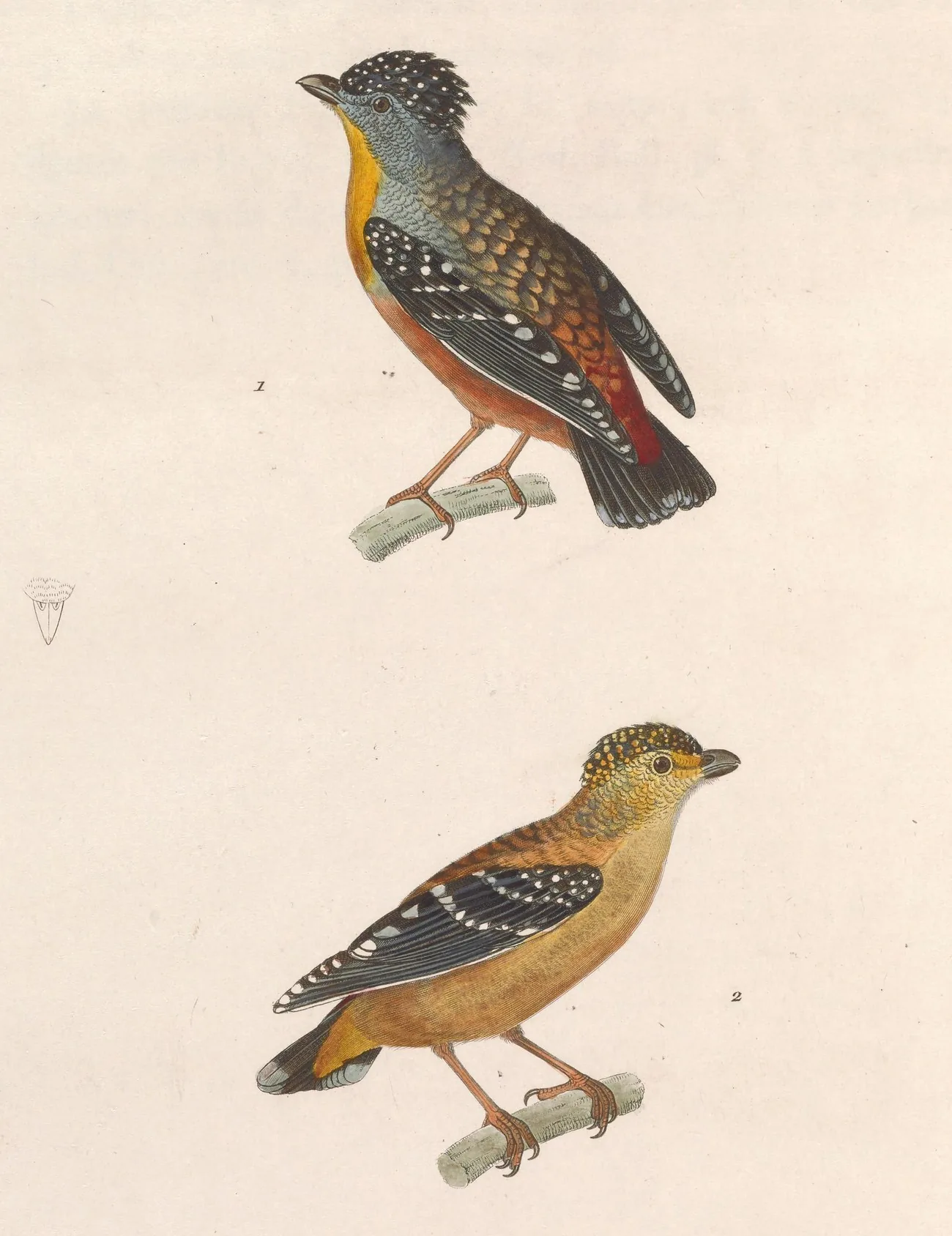 Hand-coloured 1838 plate showing a male and female Spotted Pardalote, both covered in fine pale spots