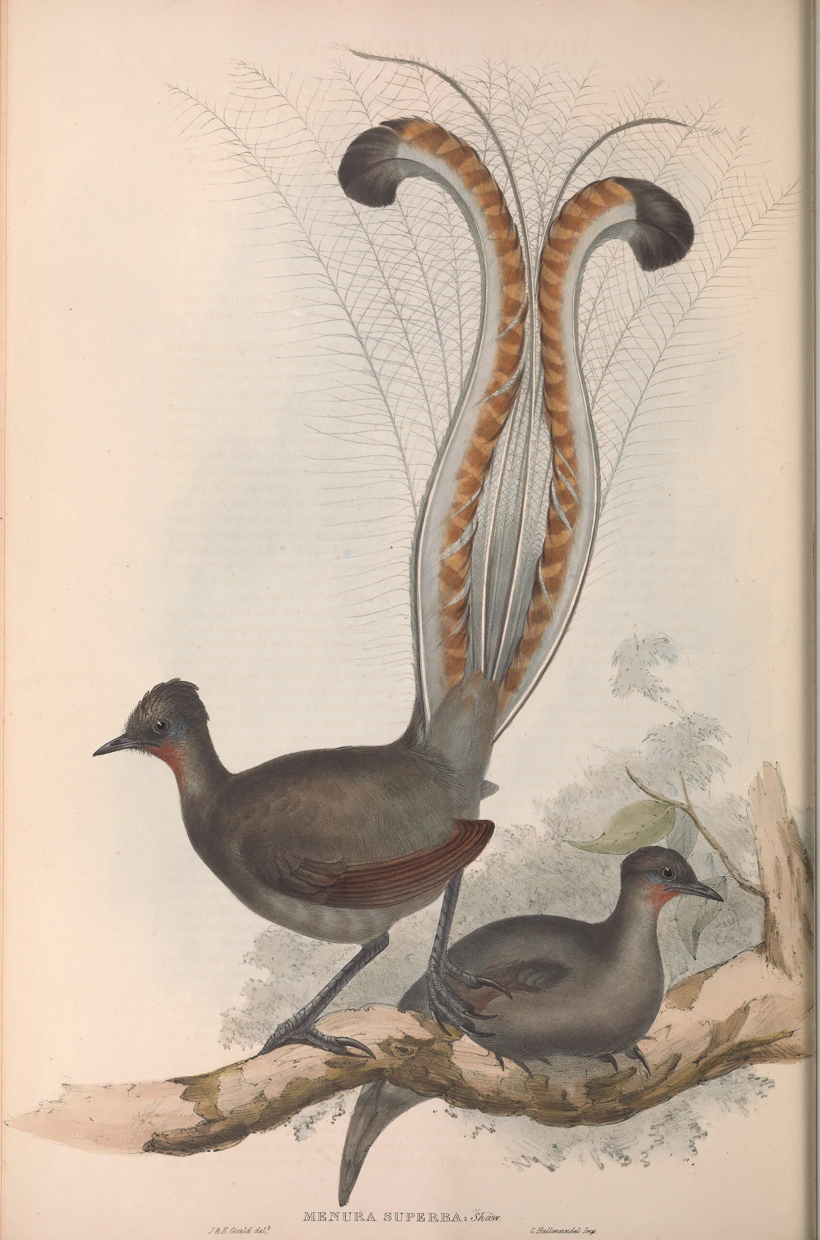 A 19th-century hand-coloured plate of two lyrebirds, the male with its tail held upright and splayed like the frame of a lyre