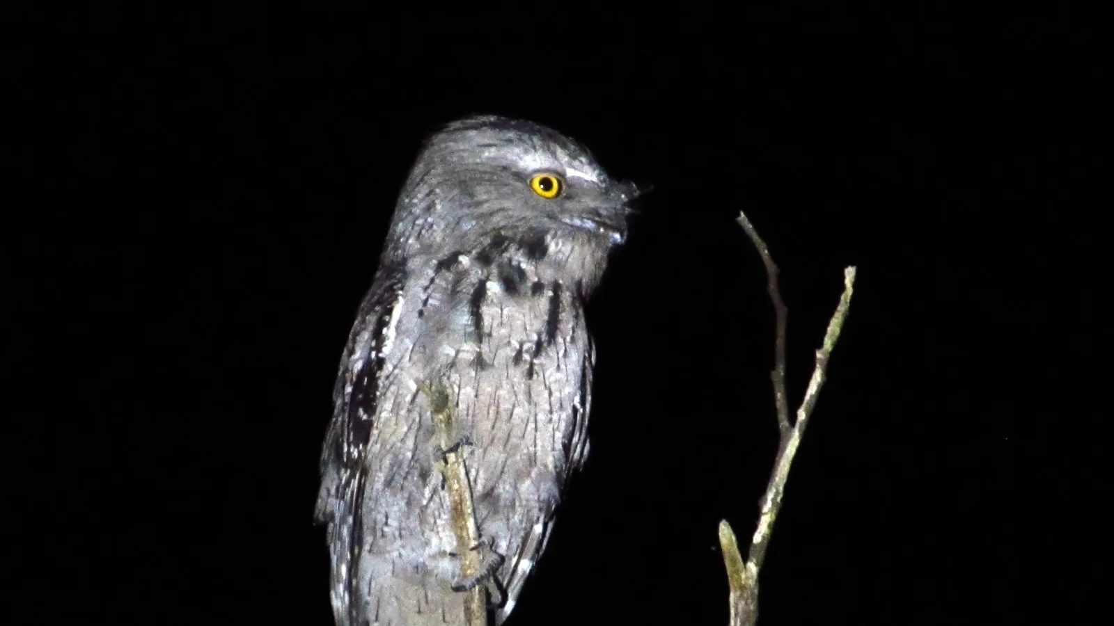 Tawny Frogmouth perched at night, head tipped up in its broken-branch camouflage pose