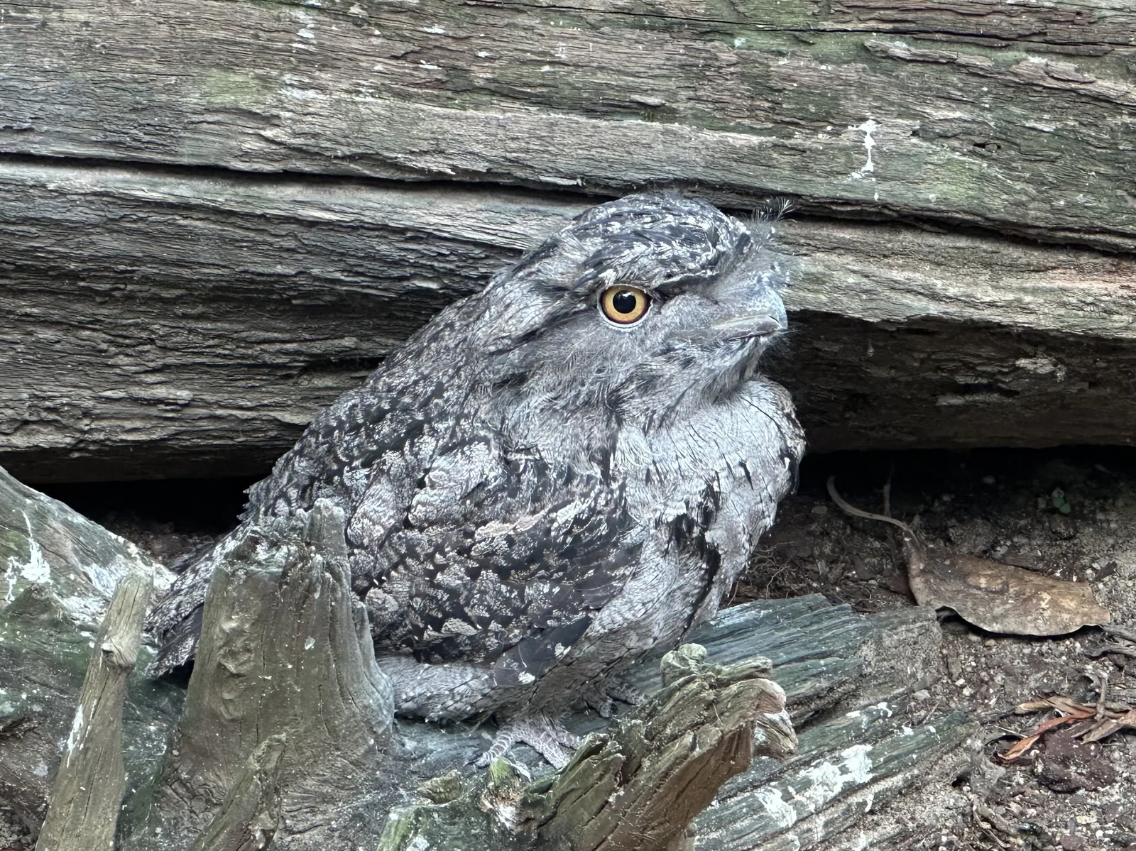 Tawny Frogmouth camouflaged against tree bark, blending in like a broken branch
