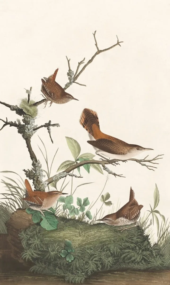 Winter Wren