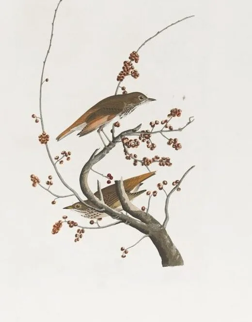 two birds are perched on a tree branch